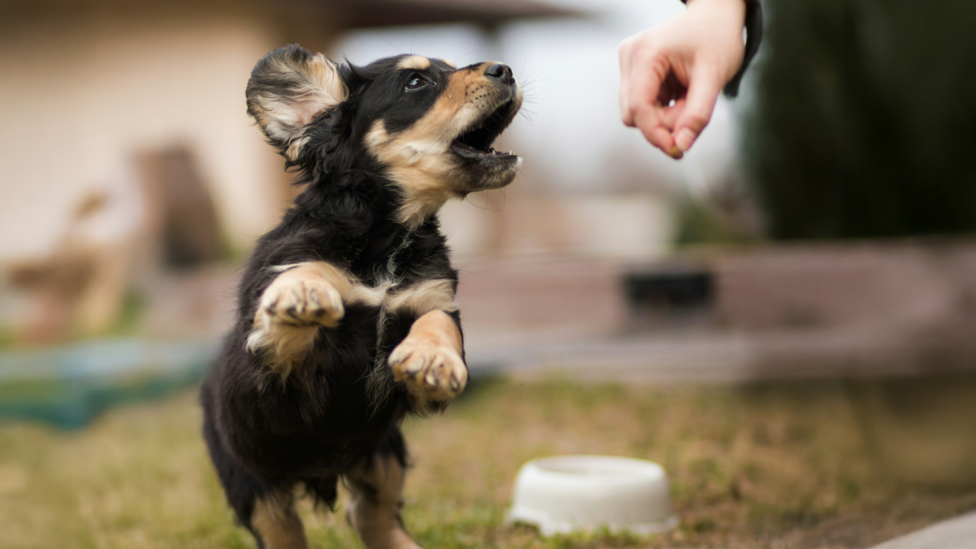 Small black and tan puppy barking and jumping to reach a treat held by a person outdoors.