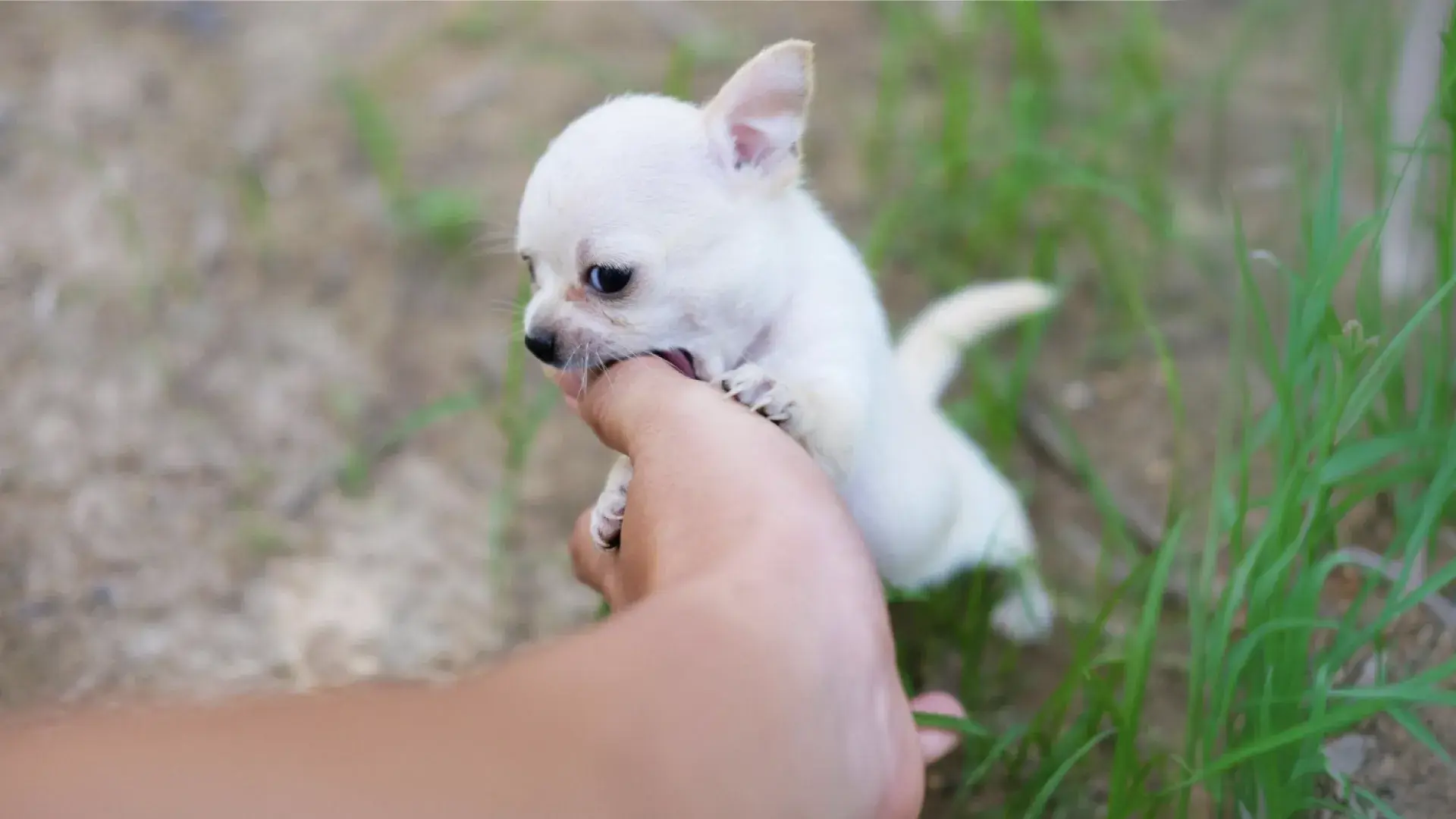 A young Beagle puppy chewing on a brown leather shoe, illustrating common puppy behavior problems like destructive chewing and the importance of providing appropriate chew toys.