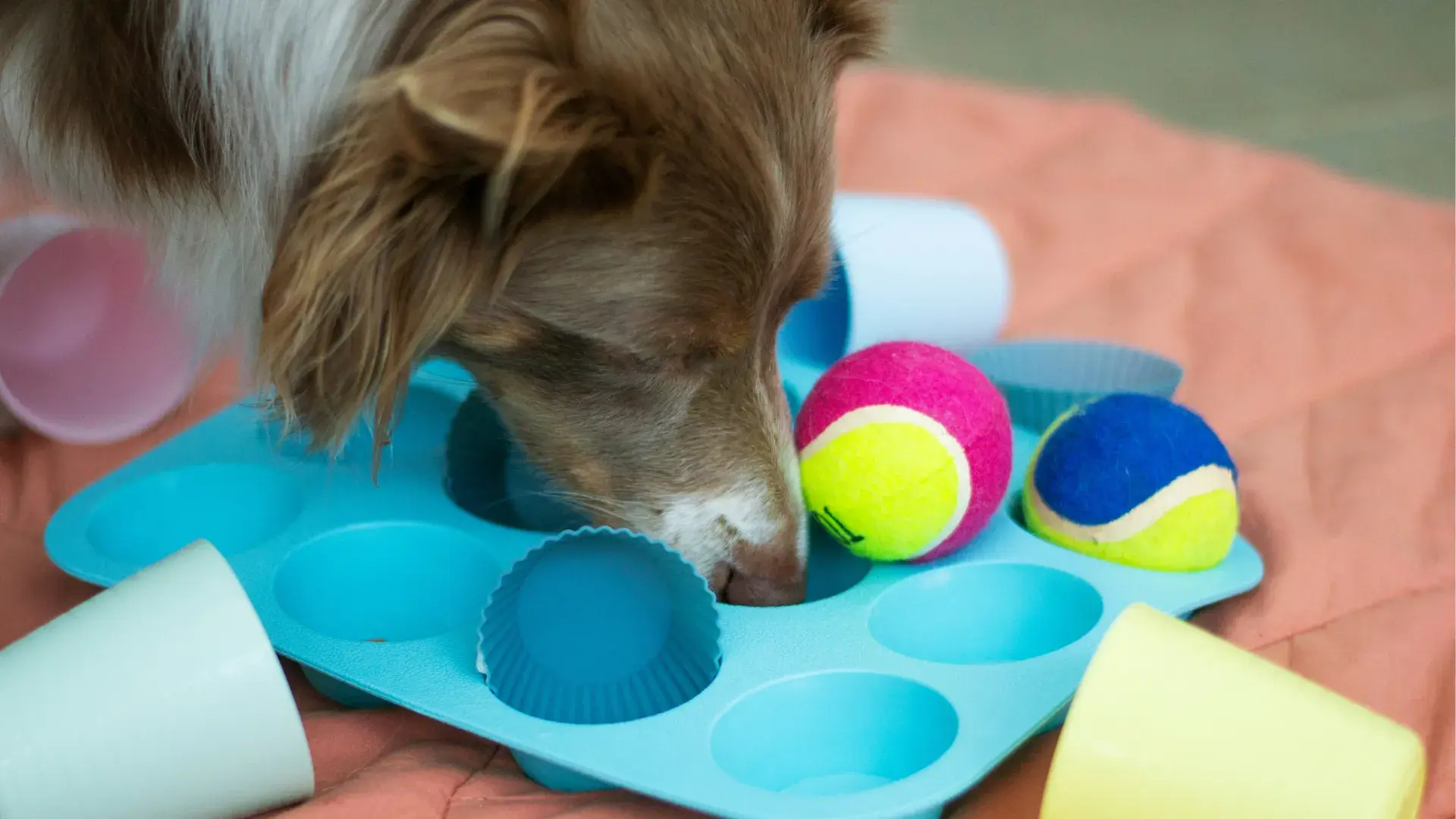 Dog solving a DIY brain game using a muffin tin and tennis balls for mental stimulation and enrichment.