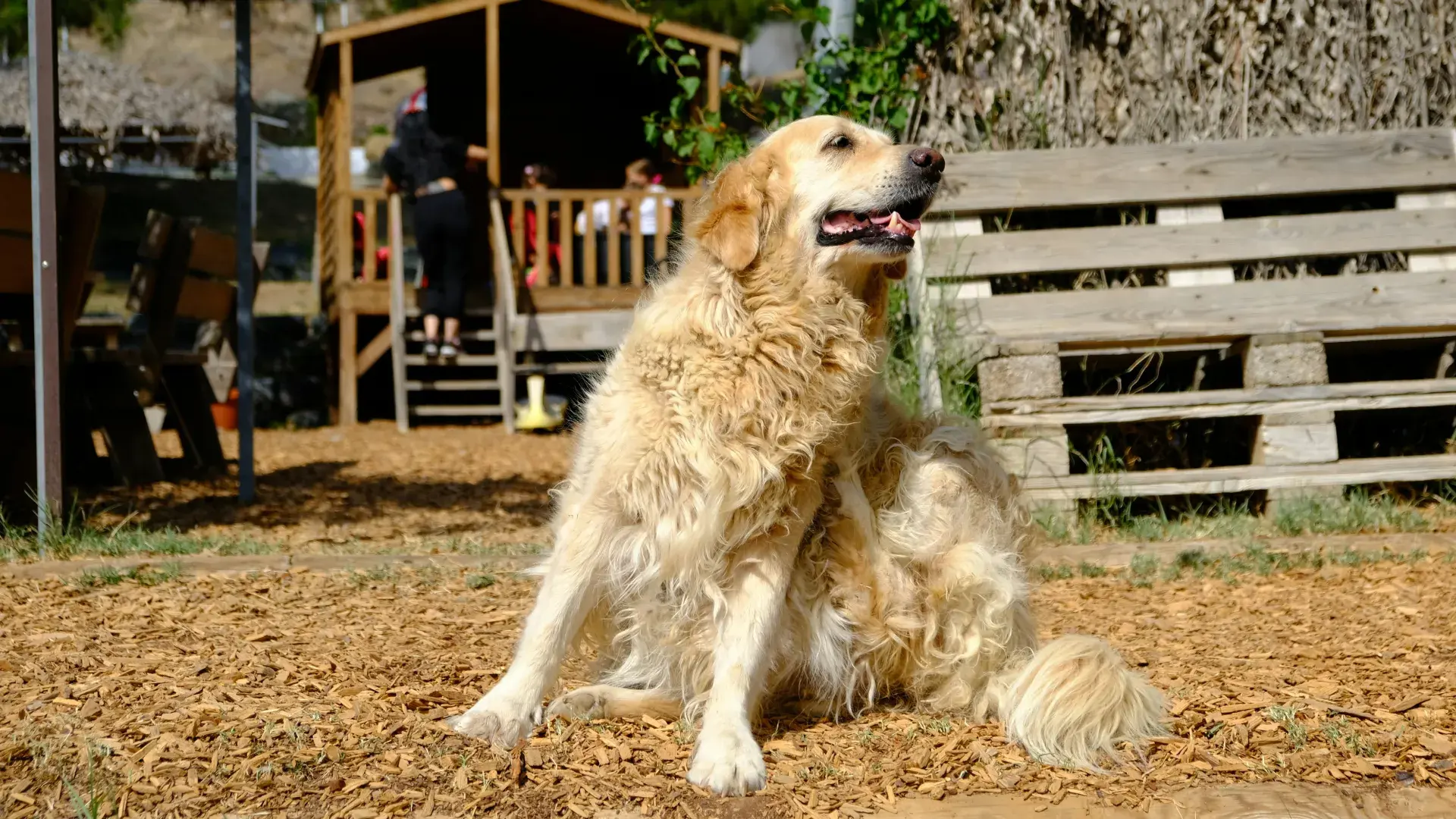 A close-up of a person wearing blue medical gloves using professional metal tweezers to remove a small tick from a dog's skin. The focus is on the precision required for safe tick removal from pet fur.