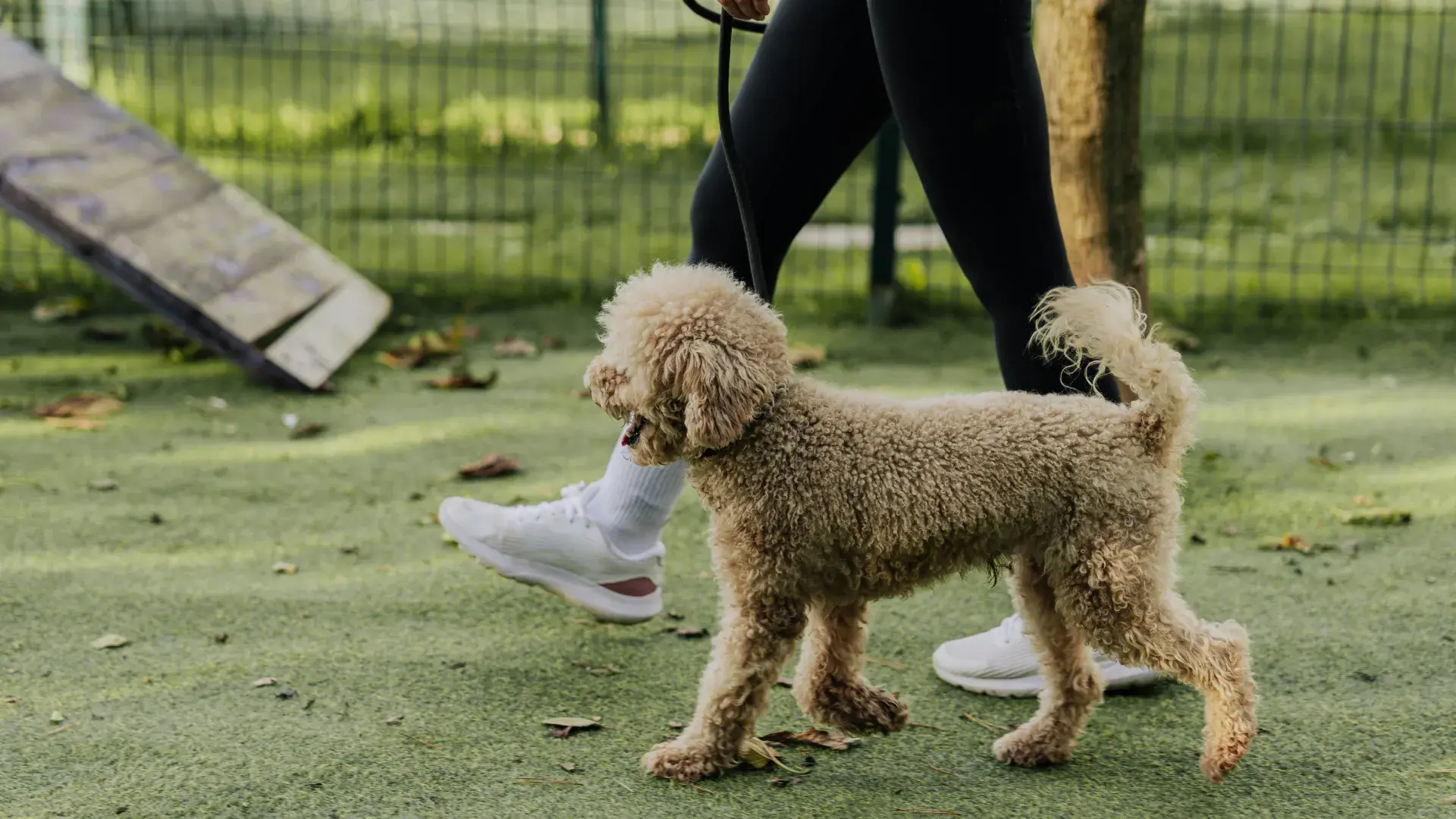 A close-up side view of a curly-haired apricot poodle walking obediently on a leash during a training session. The owner, wearing white sneakers and black leggings, walks alongside the dog on a green turf.