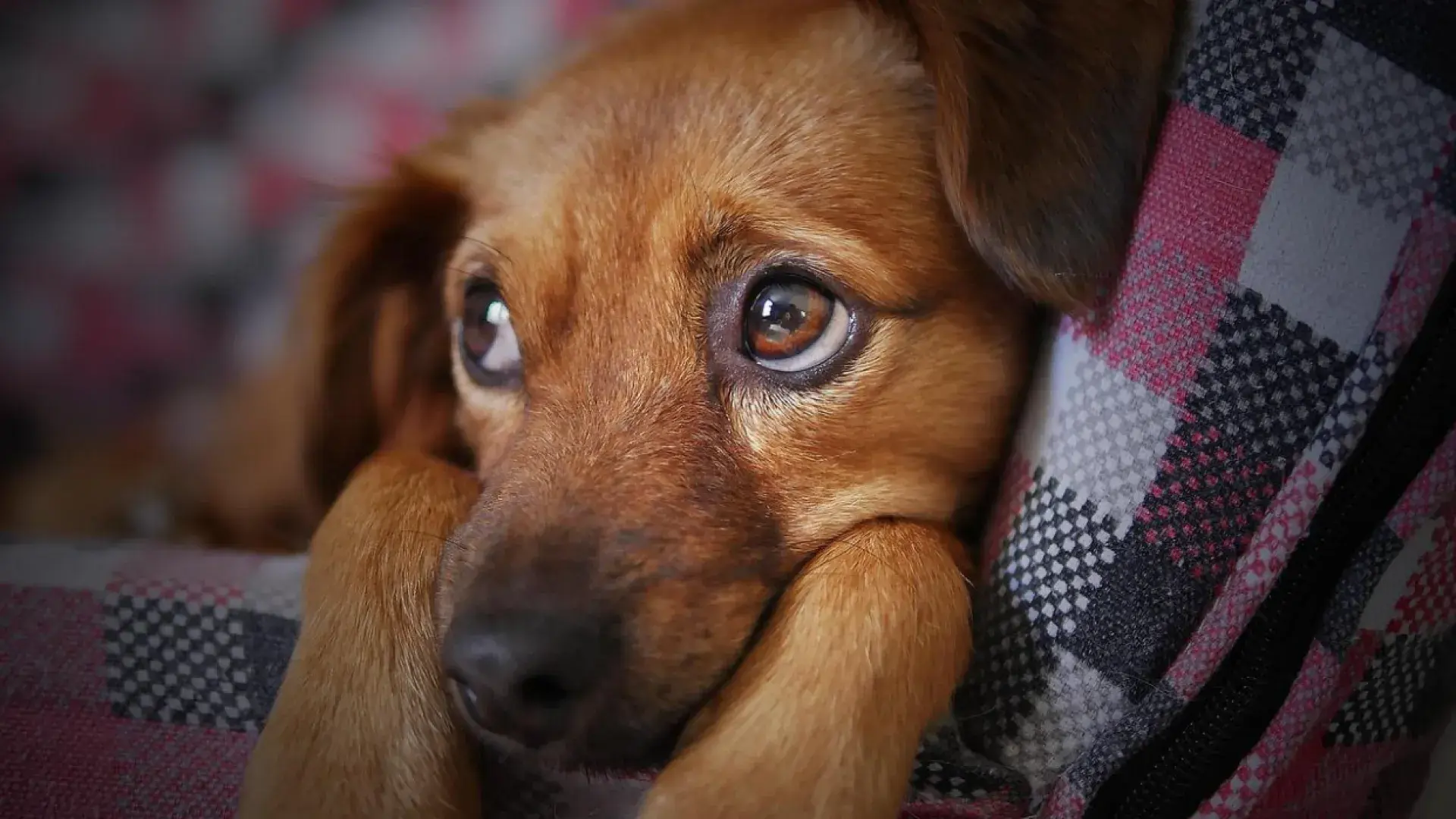 sad brown dog resting on blanket
