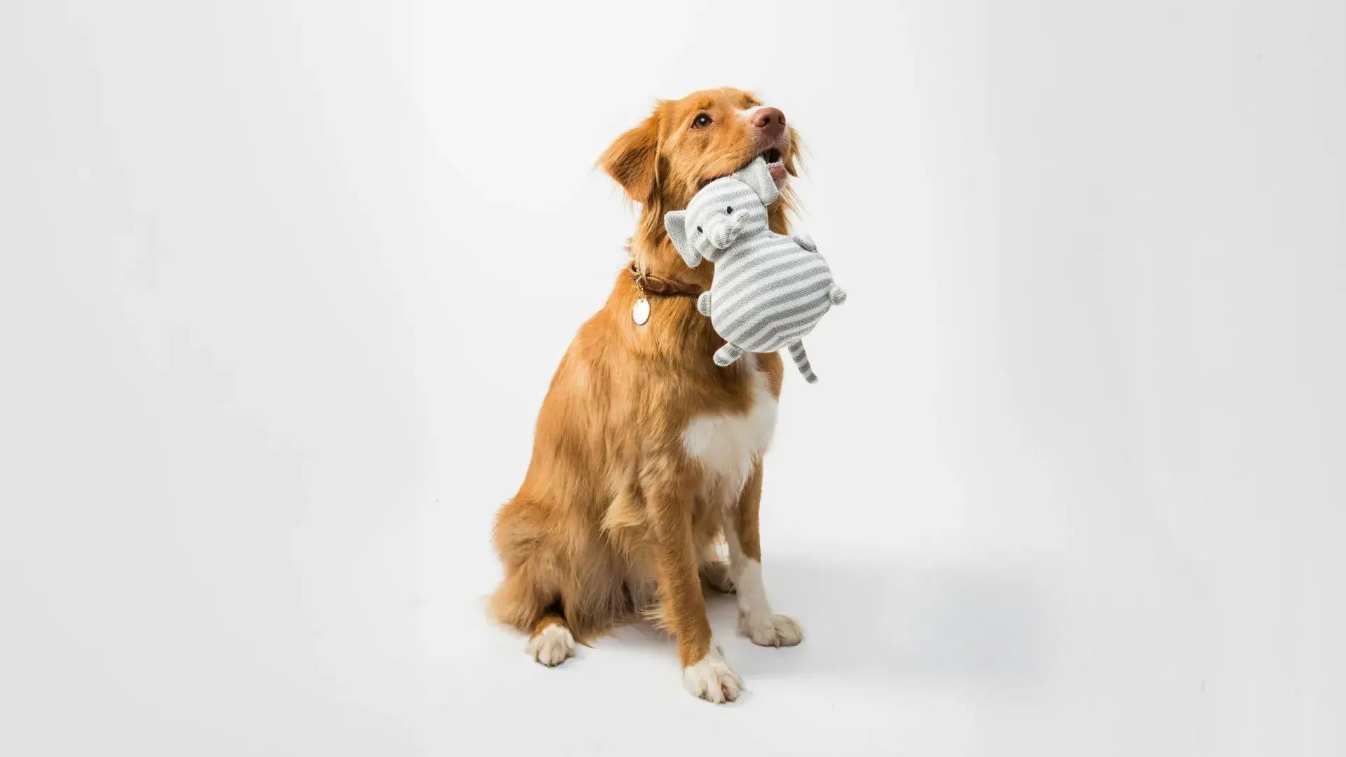 A close-up, front-facing portrait of a friendly Golden Retriever standing in a sunlit grassy field. The dog has a gentle expression with its mouth slightly open, perfectly representing popular large dog breeds for families.