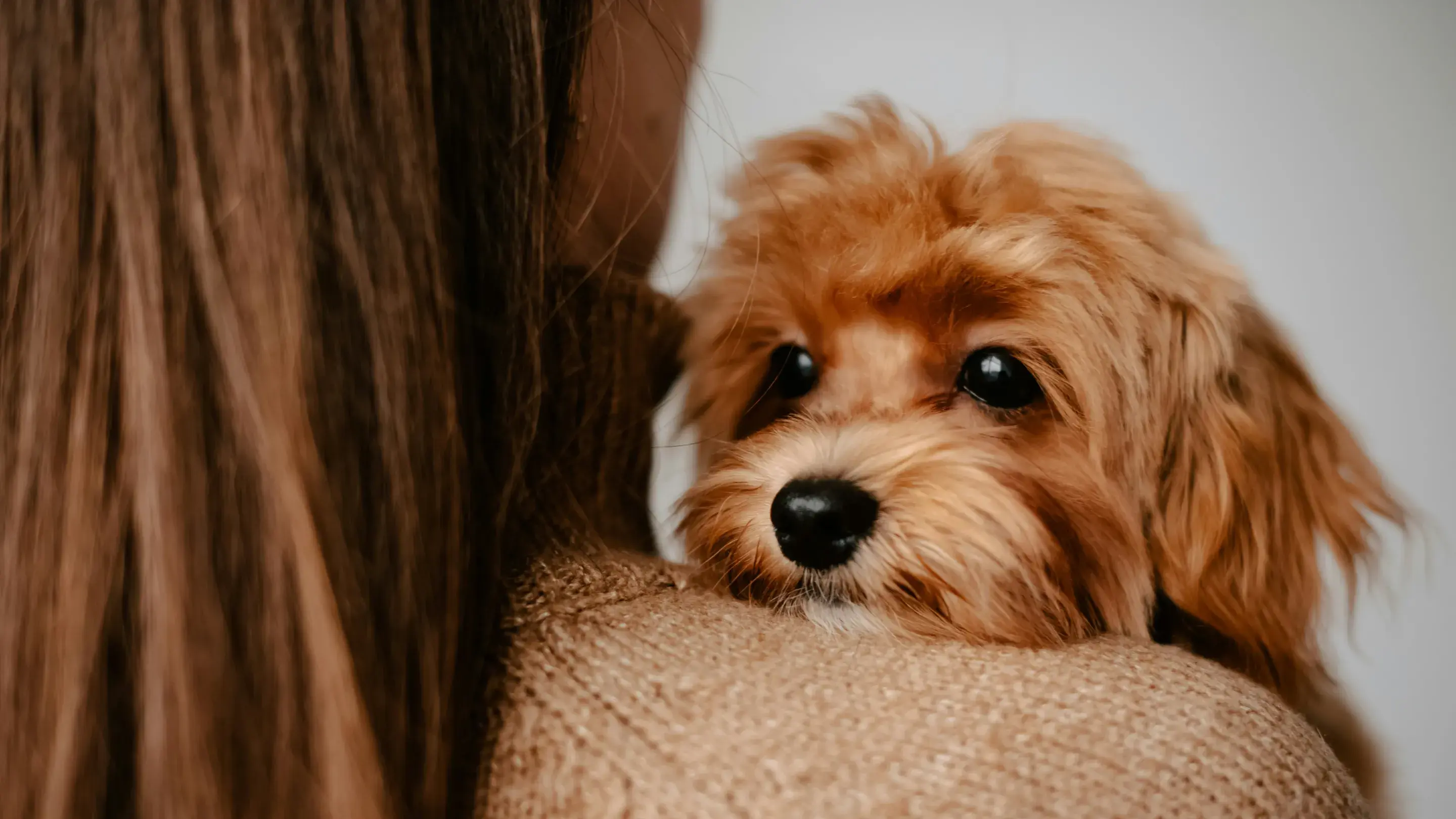 A collection of puppy essentials including a harness, leash, basic grooming supplies, and smart toys laid out as part of a pre-arrival preparation