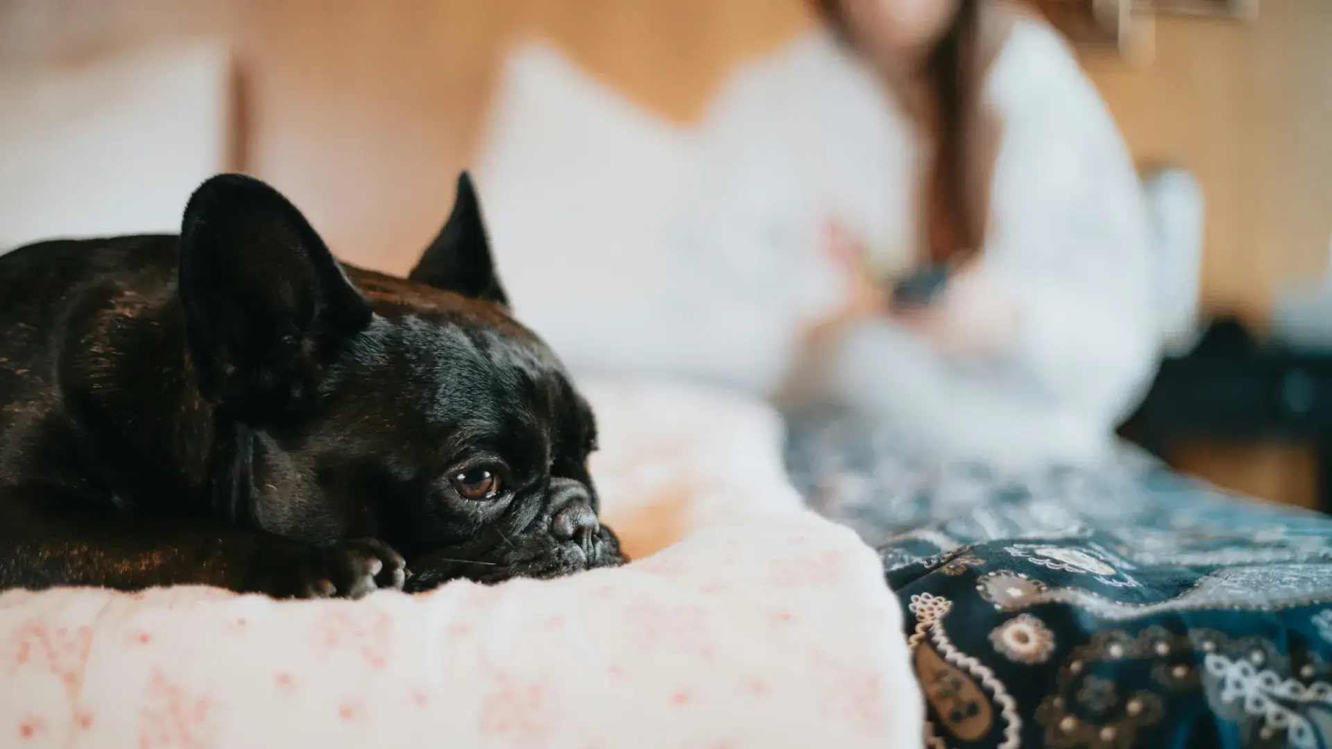 A black French Bulldog resting its chin on a white floral bedspread, looking calmly into the distance while a person sits blurred in the background.