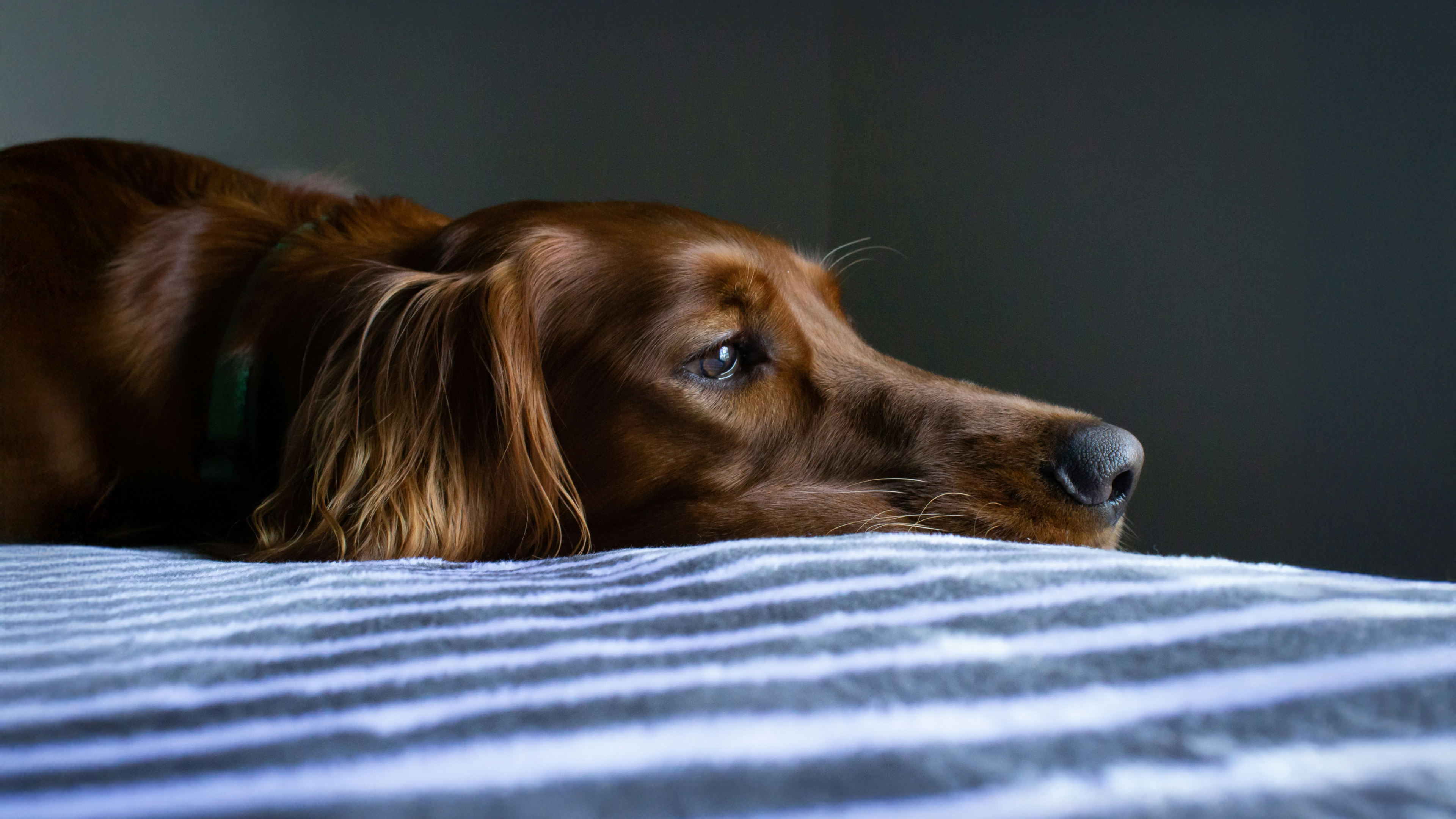 Q&A: Can Dogs Sense Sadness—and Help Us Regulate