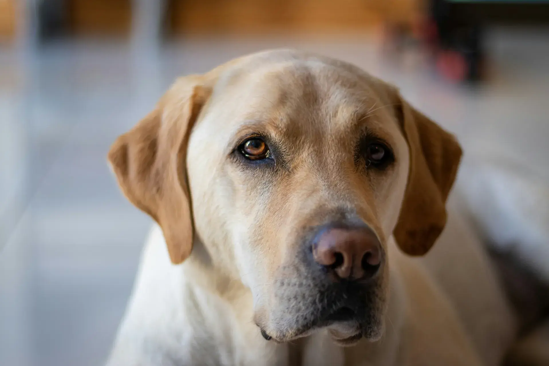 A close-up portrait of a Golden Retriever with a soft, focused expression. The lighting emphasizes the dog's warm brown eyes and soft fur, ideal for a guide on large dog breed characteristics.