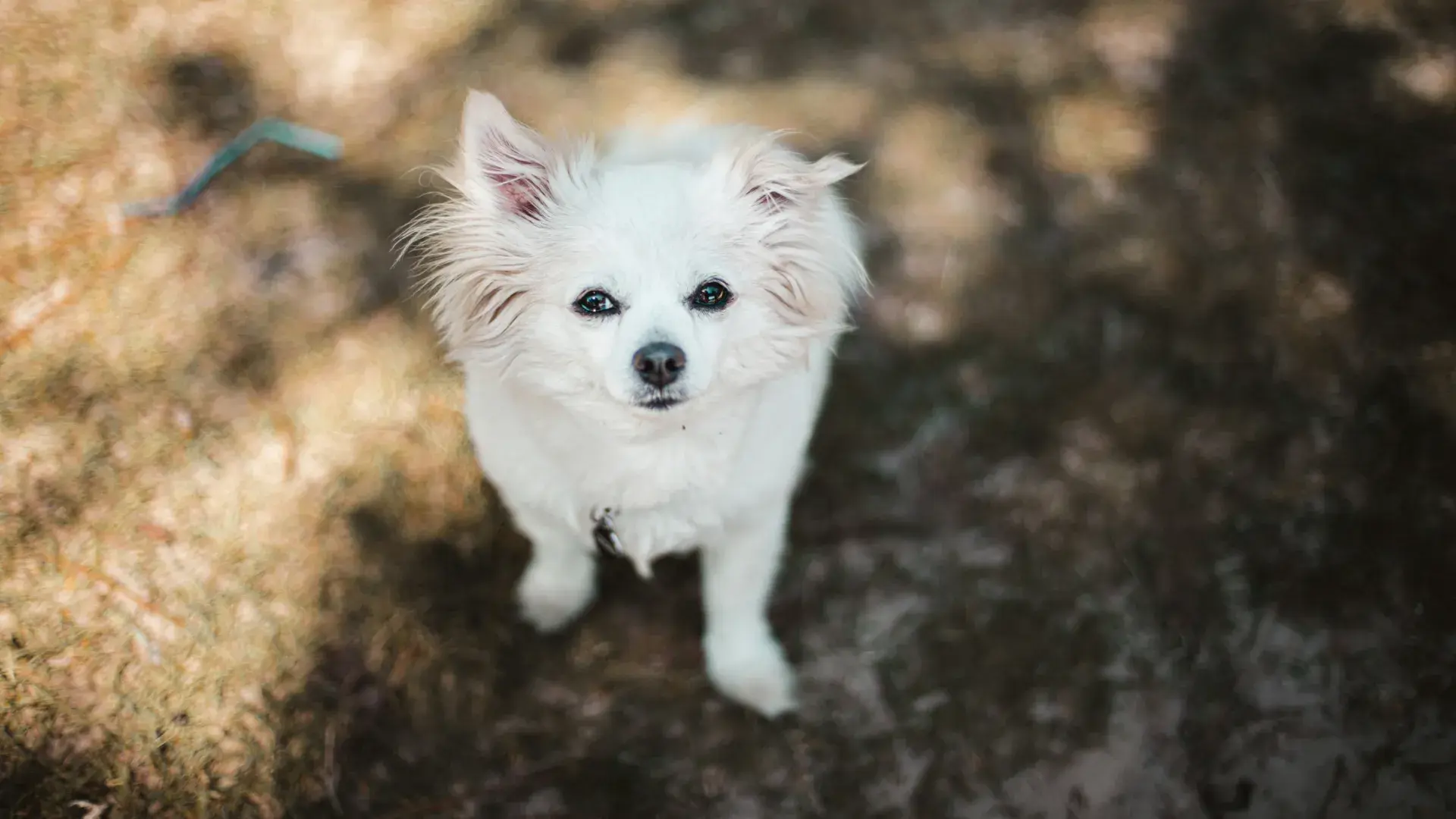 A curious short-haired dog with a tilted head, used to explain common canine communication and mood indicators.
