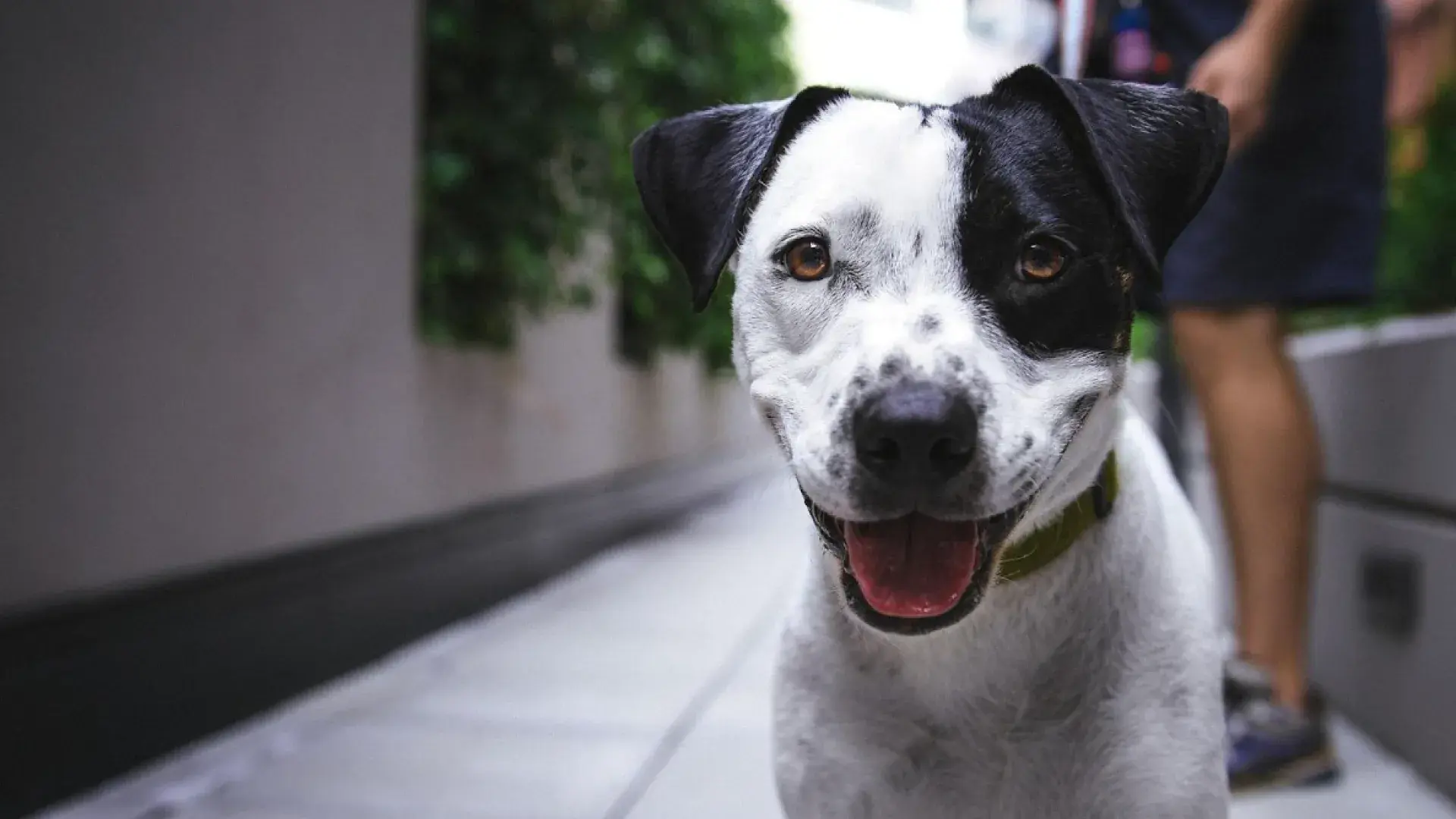 A happy black and white dog with a bright, open-mouthed expression walking down a narrow urban sidewalk, representing the positive impact of early socialization.