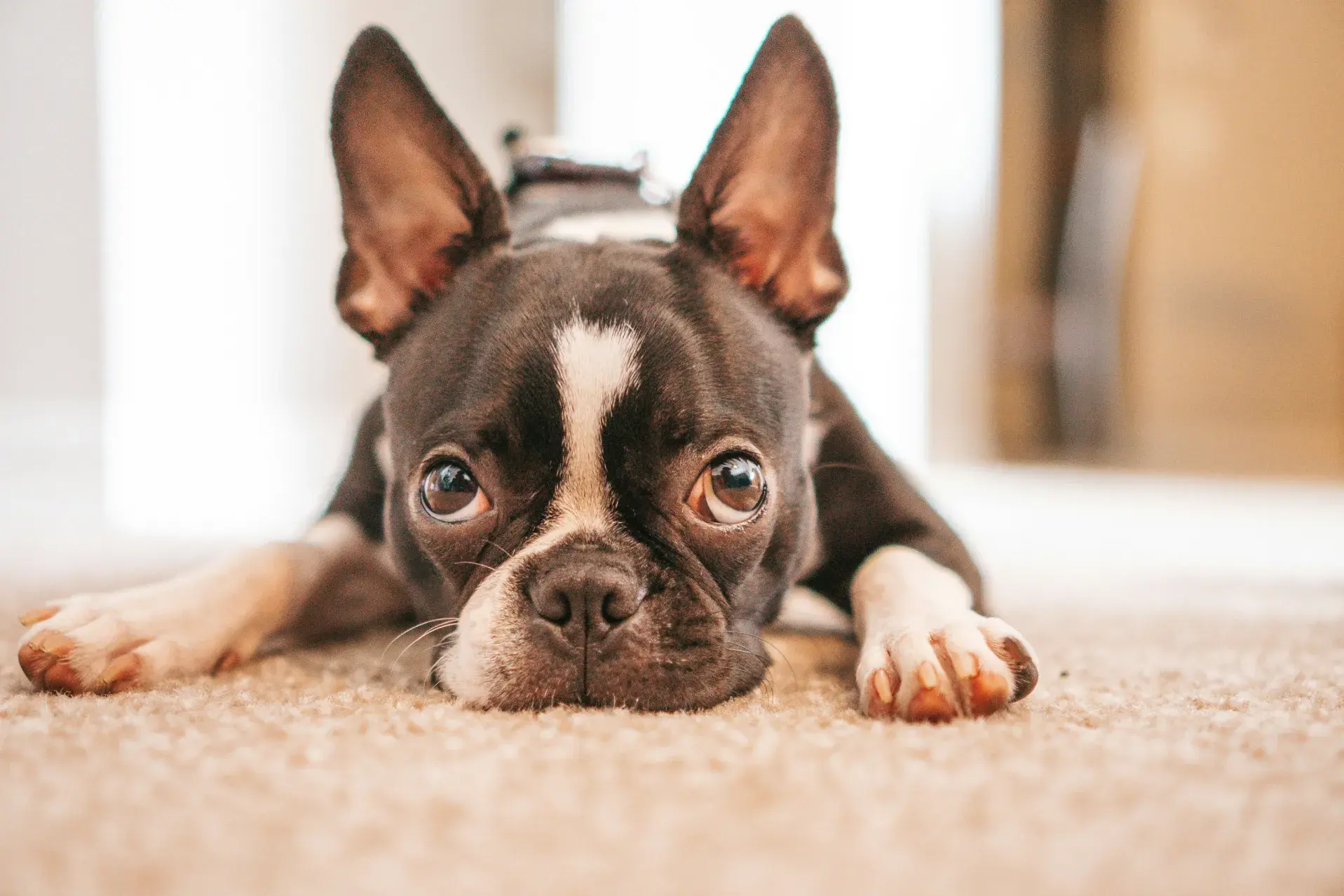 A close-up of a dog’s calm face and relaxed ears, highlighting the facial expressions owners should look for to ensure their dog is happy.