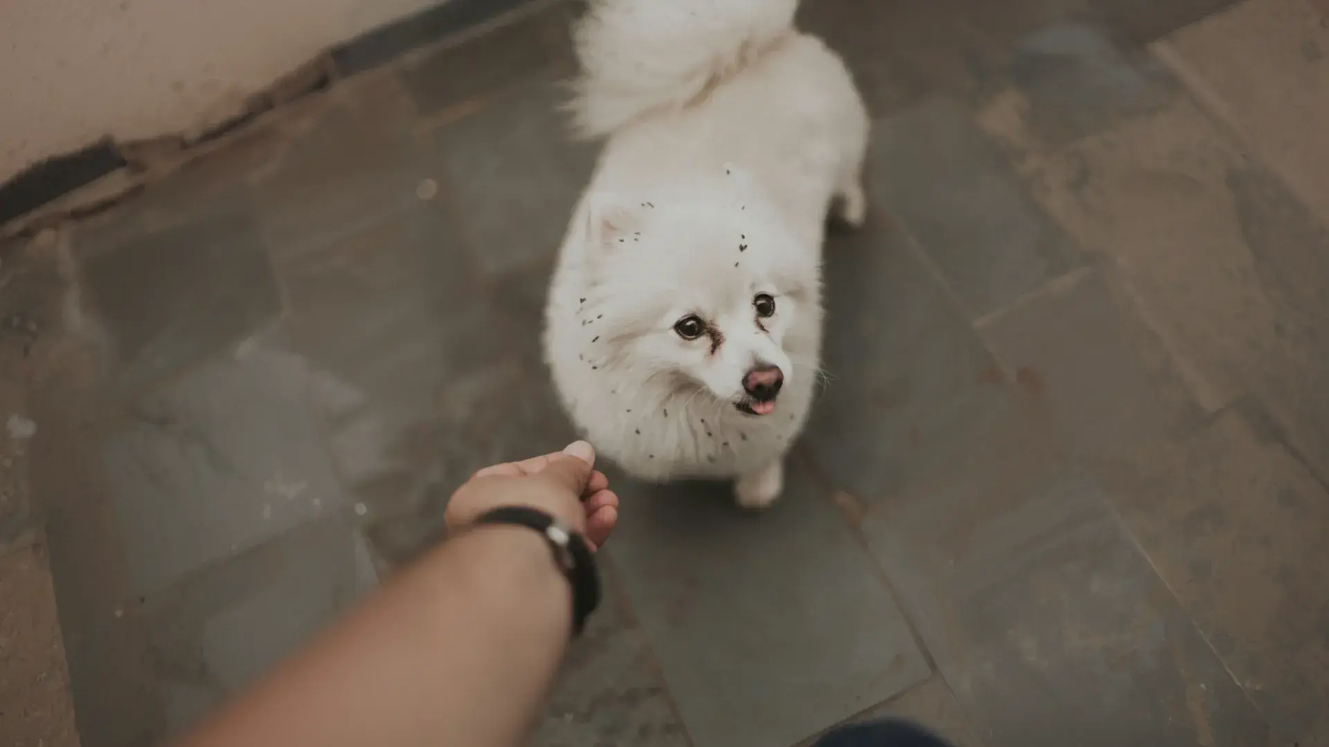 A close-up of a person's hands wearing blue disposable gloves, using silver tweezers to carefully inspect a dog's thick brown fur. The image illustrates a medical check for ticks or skin parasites on a pet.