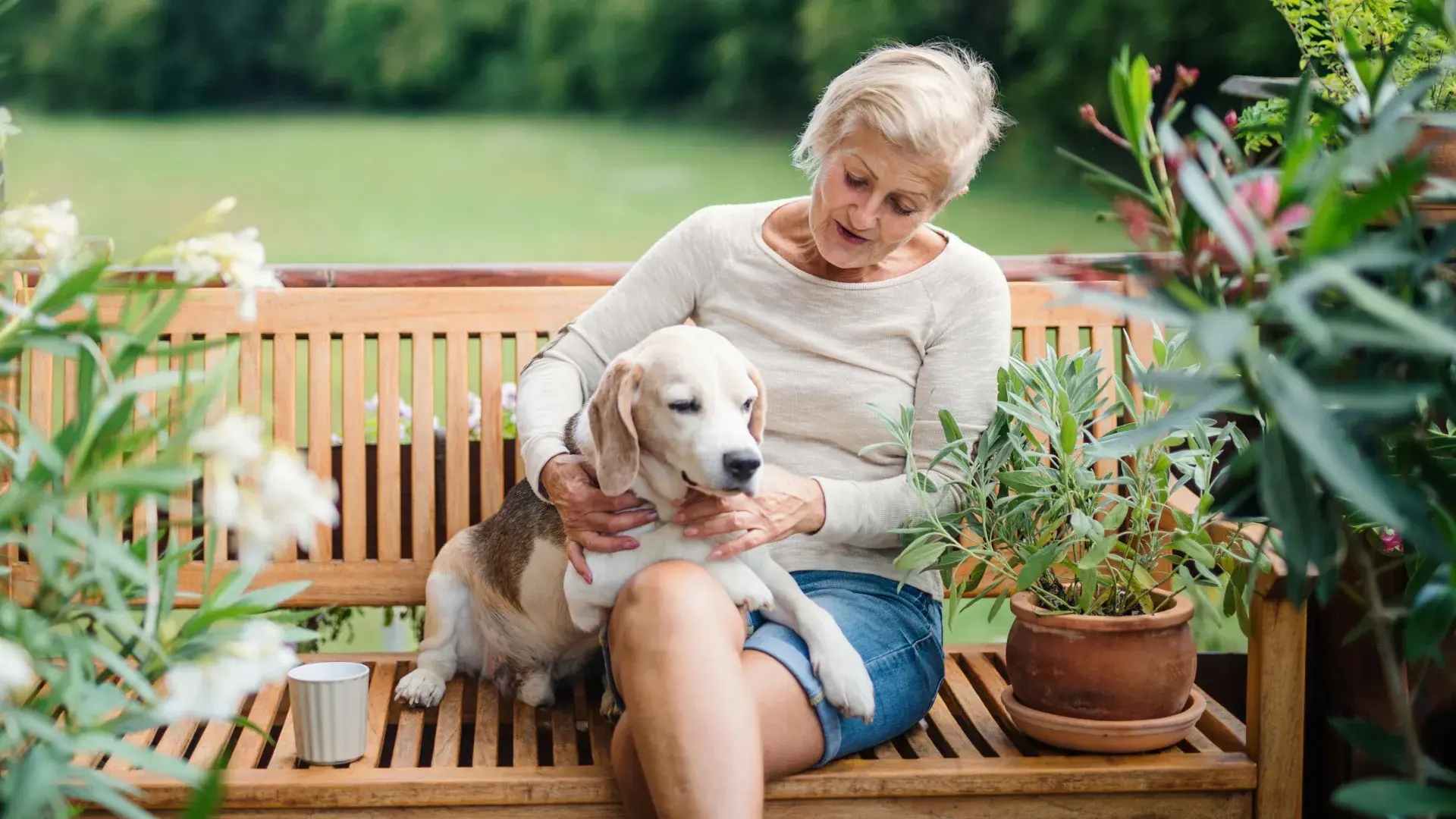 A man kneeling and offering a treat to his senior dog during an outdoor training session. Providing immediate rewards is a key part of the complete guide to training an old dog and maintaining their engagement