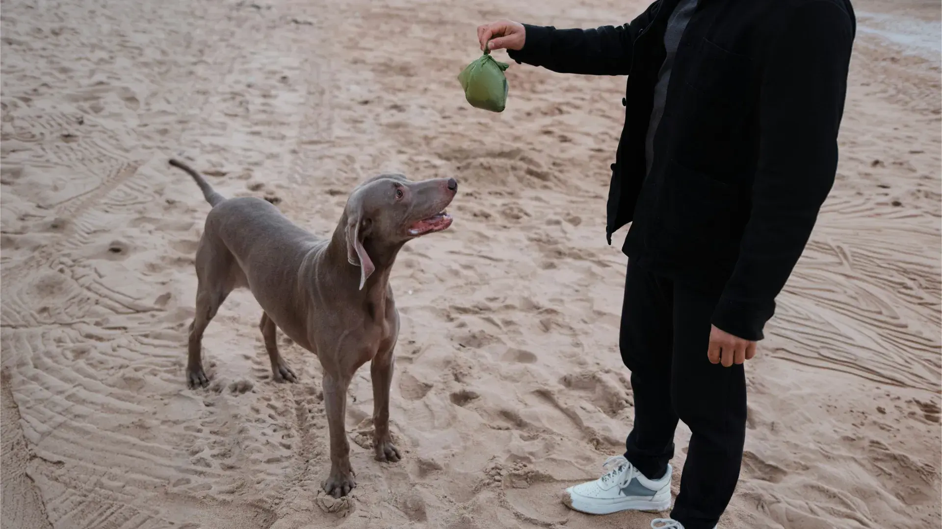 A happy woman wearing a brown wide-brimmed hat and a cream knit sweater sits in the open trunk of a car, embracing her fluffy white dog. They are parked by a sun-dappled road with golden autumn trees in the background, capturing a peaceful moment during a pet-friendly travel stop.