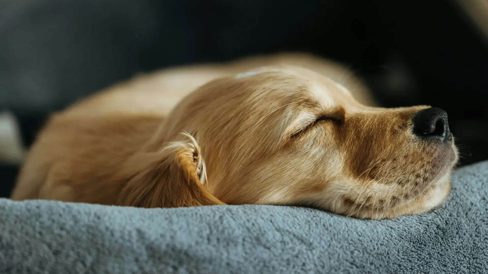 Profile view of a Golden Retriever mix dog sleeping deeply with its head resting on a soft blue cushion, representing adult dog bladder control during sleep.