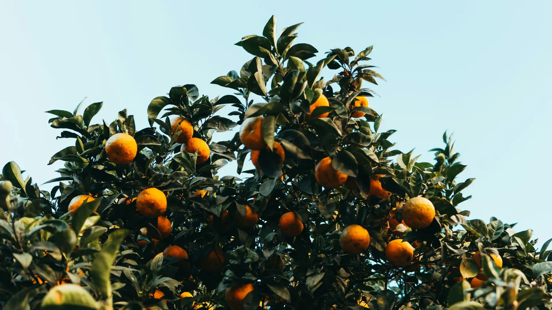 A golden puppy sniffing a fresh orange on the floor. Using citrus fruits like oranges as an occasional treat for dogs can provide Vitamin C, provided the portions are controlled.