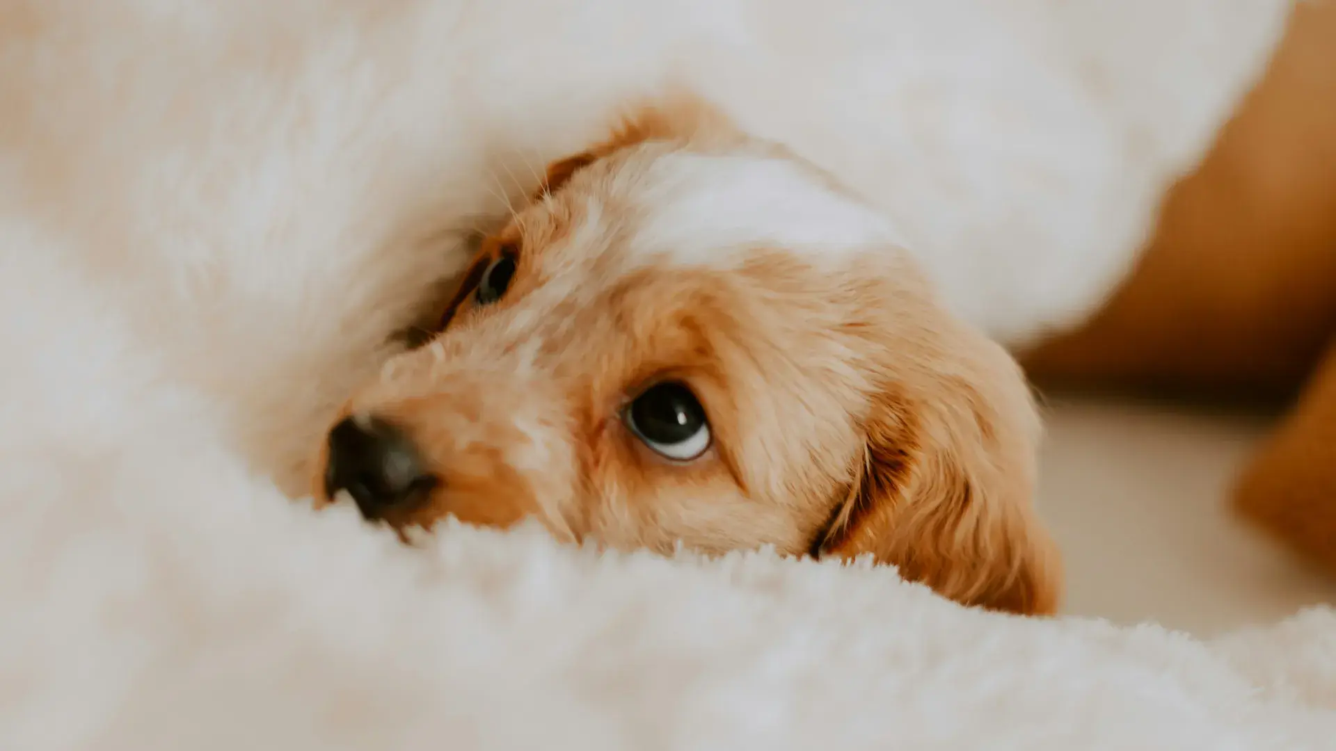 Close-up of a calm golden puppy resting under a white fluffy blanket, showing a moment of relaxation during behavior training.