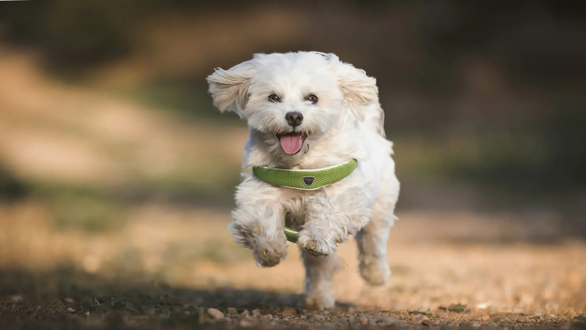 An energetic white Maltese wearing a green harness runs toward the camera with its tongue out and ears flying. This action shot captures the playful and active nature of small dog breeds in an outdoor setting.