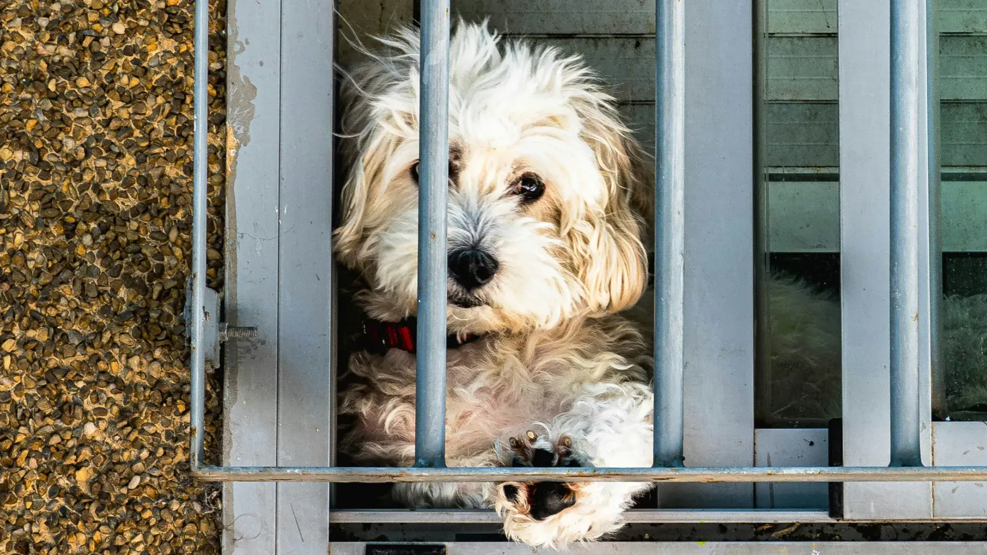 A small, scruffy white dog looking out from behind metal bars, illustrating the trauma and behavior problems common in puppy mill rescues.