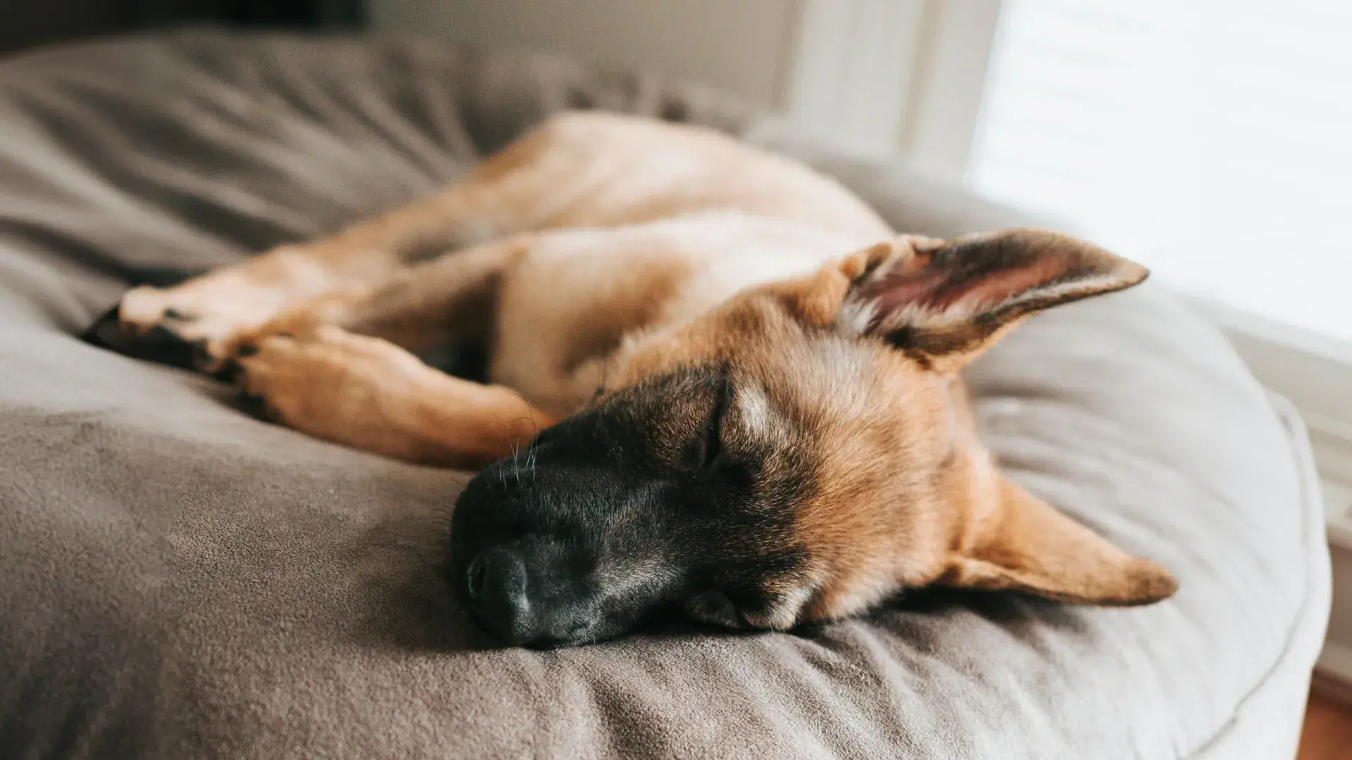 A German Shepherd puppy with a black muzzle napping on a large, plush grey dog bed near a window, highlighting puppy sleep requirements.