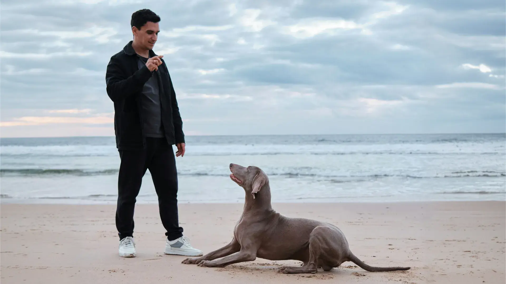 A medium-sized white dog with pointed ears stands on a trail in a sunlit autumn forest. The ground is covered in orange and brown fallen leaves, and the dog is looking back attentively, illustrating a typical outdoor environment for a dog's bathroom break.