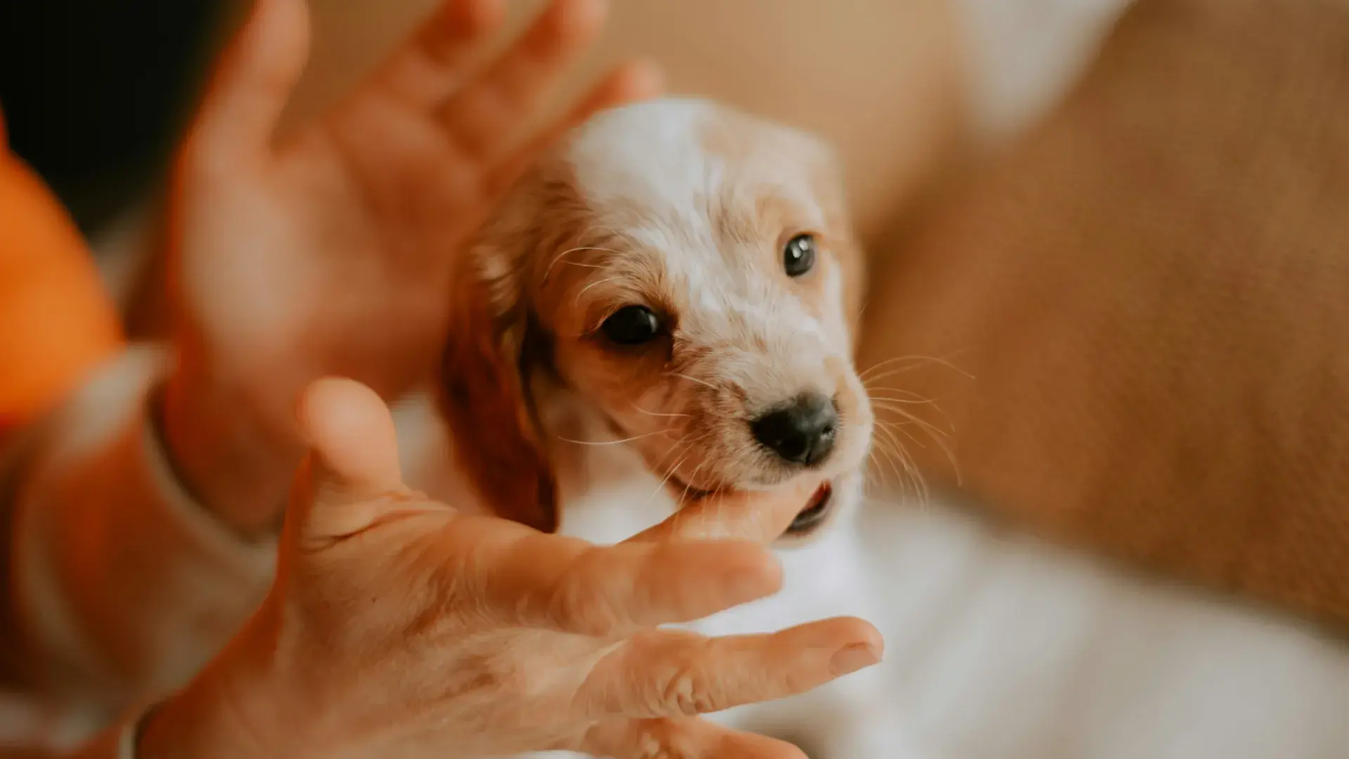 A puppy playfully biting a person's finger, showing a common behavior challenge for new dog owners that requires redirection.