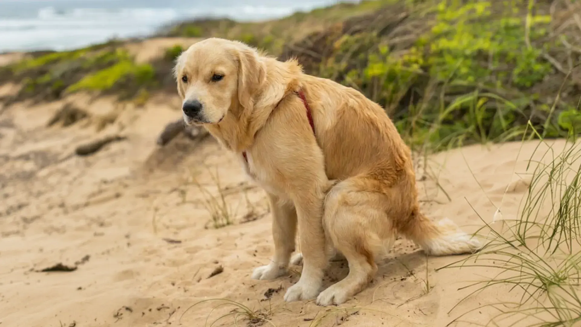 A golden retriever with a red harness is in a squatting position on a sandy beach, mimicking the posture of a dog about to poop. The dog has a neutral expression, looking slightly to the side against a background of coastal dunes and a cloudy sky.
