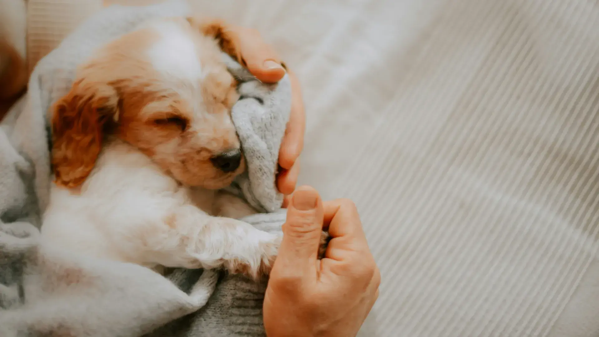 A person gently holding a sleeping puppy wrapped in a gray blanket, demonstrating management techniques to keep a puppy calm.