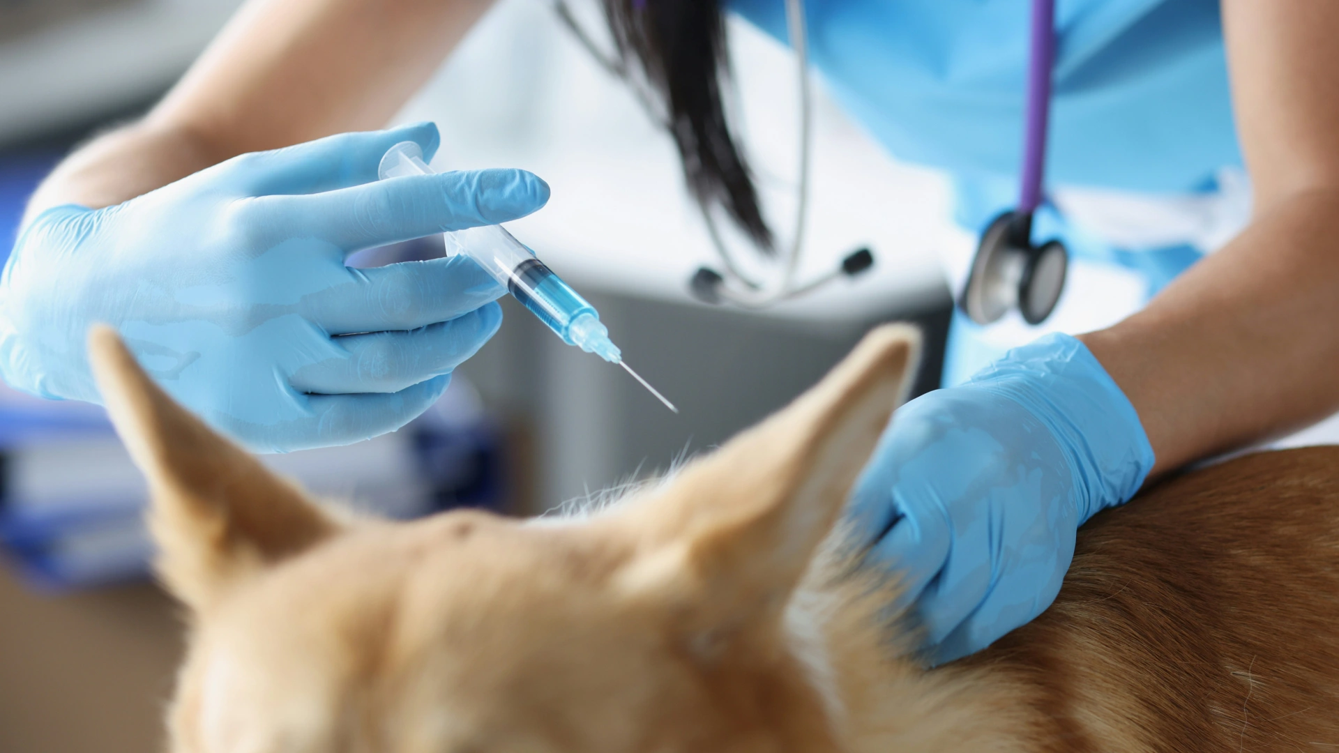 Close-up of a veterinarian in blue gloves administering a vaccine injection into a dog’s neck area