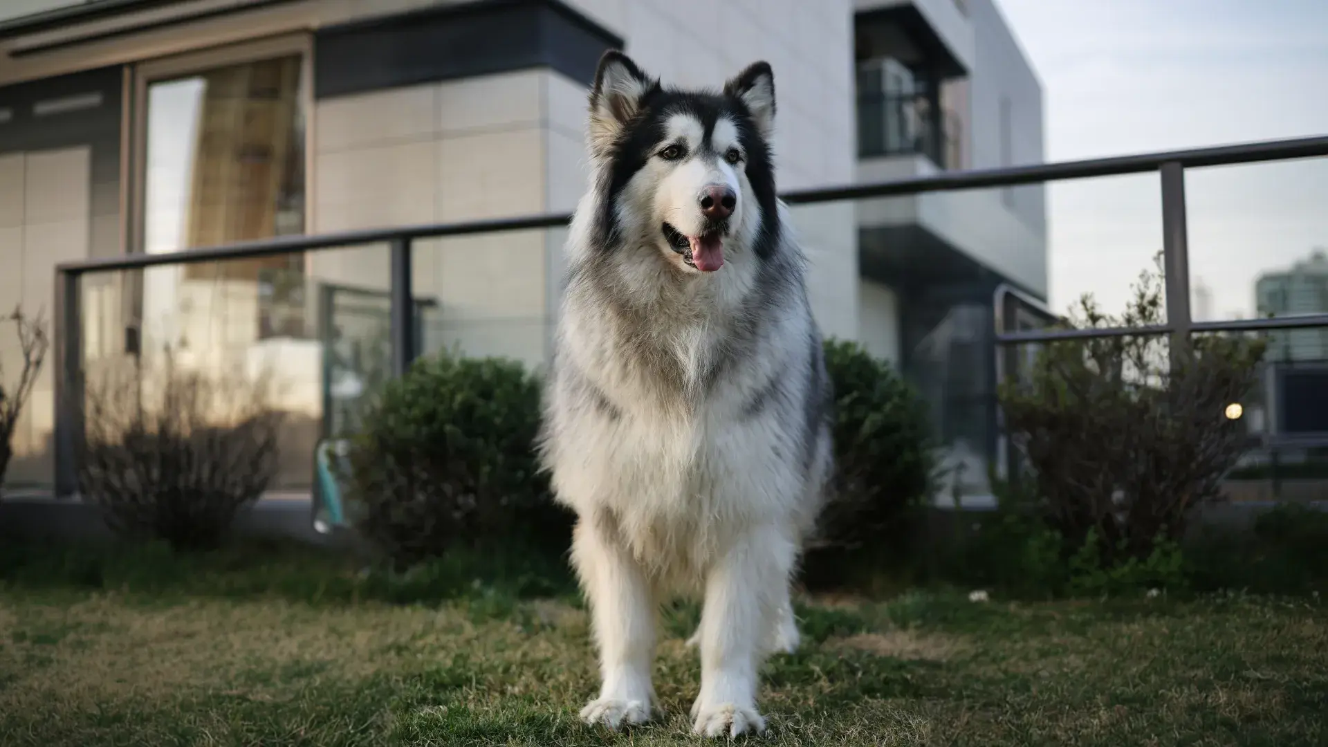 A Golden Retriever stands outdoors in a grassy area, looking directly at the camera with its mouth slightly open. This full-body shot illustrates the stature and friendly nature of large-sized pets.
