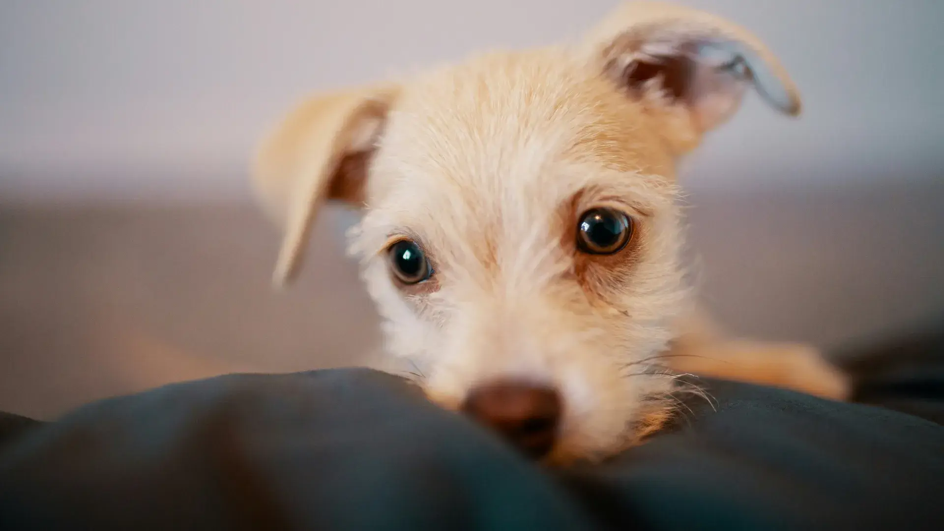 A curious tan and white dog tilting its head while sitting on a rug, illustrating an engaged and inquisitive emotional state.