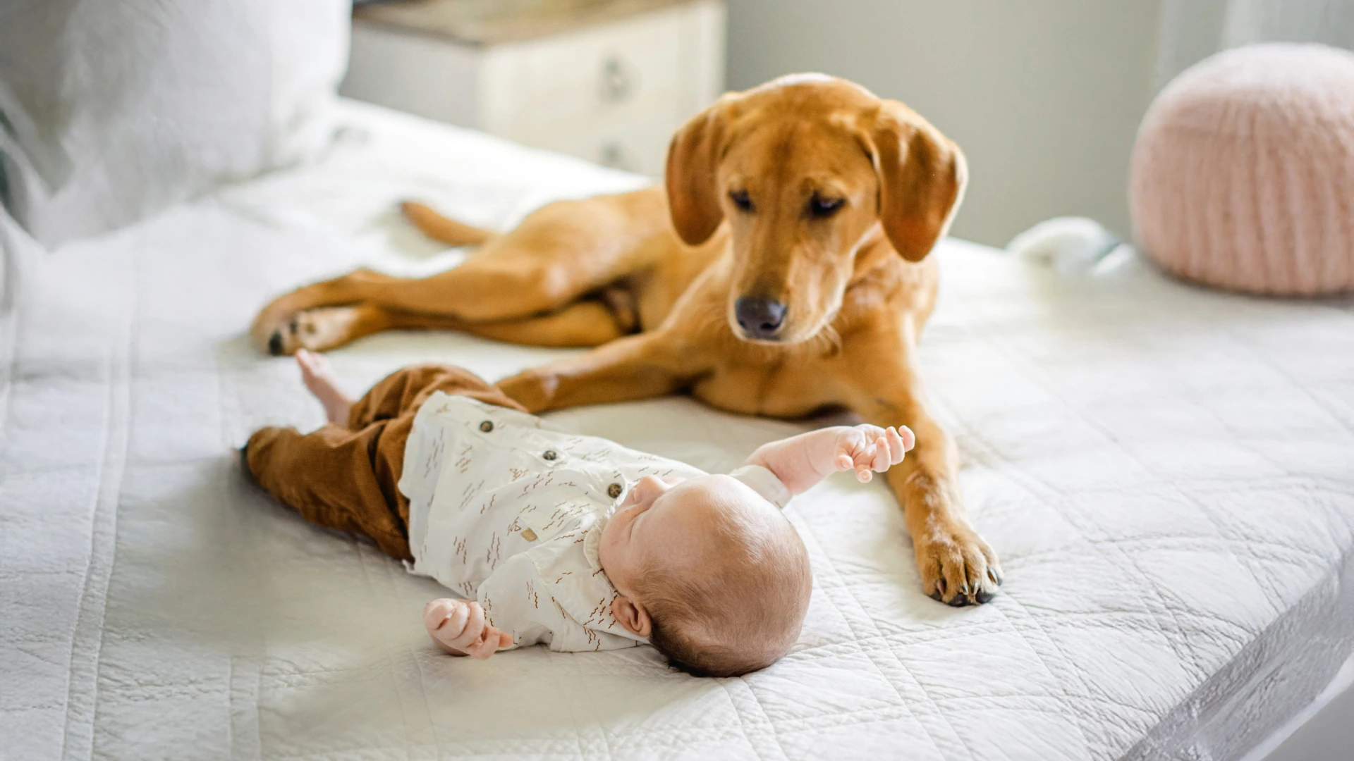 Gentle golden dog lying on a white bed while watching over a newborn baby.