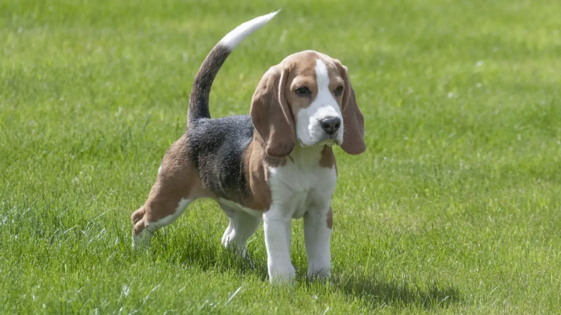 A Beagle standing alert in a grassy field with its tail held high and upright, illustrating the "high tail" position in canine body language and dog communication.