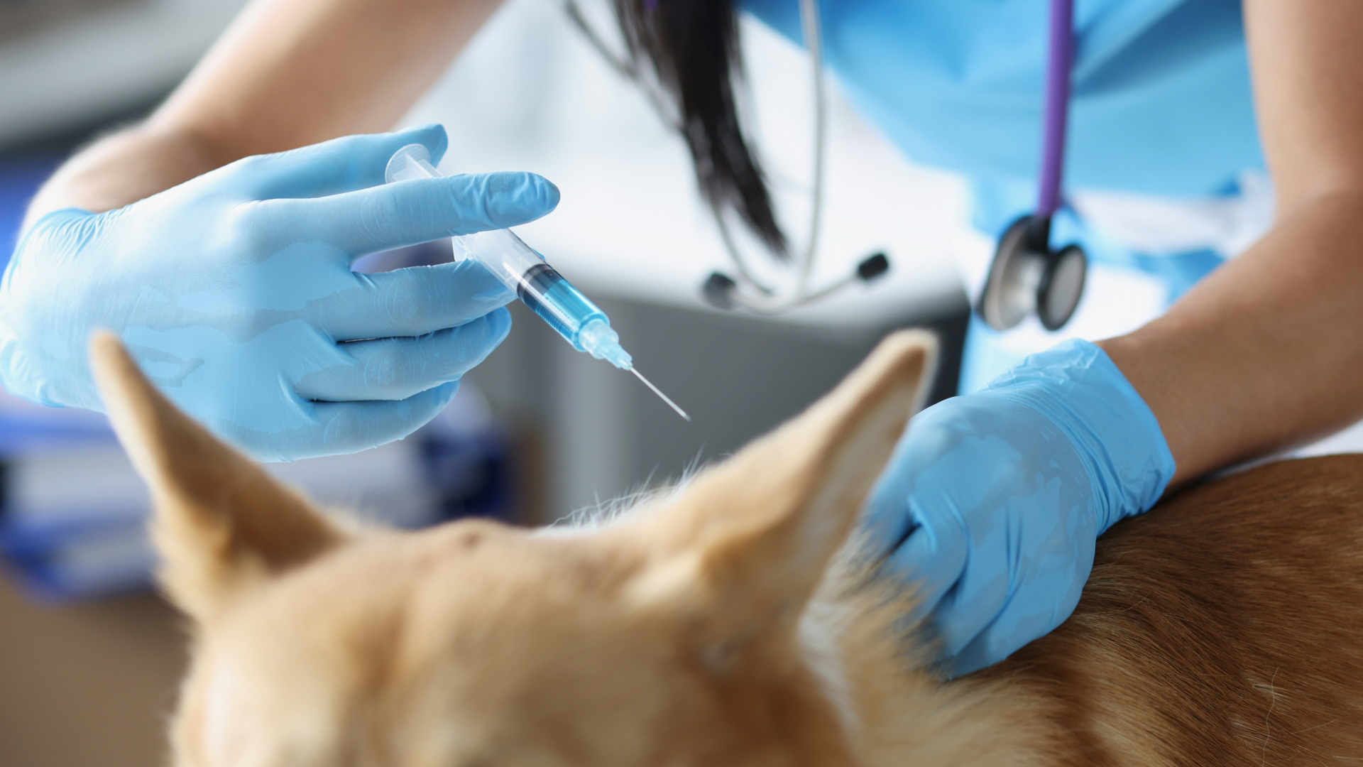 Close-up of a veterinarian in blue gloves administering a vaccine injection into a dog’s neck area
