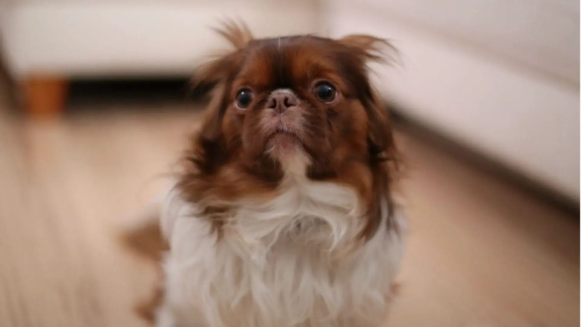 A calm and content tan dog sitting in a home environment, depicting signs of a happy and well-adjusted canine.