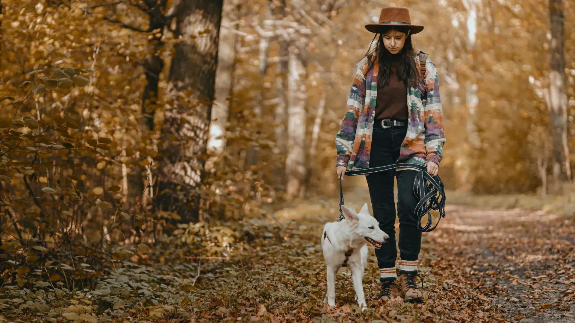 A woman in a wide-brimmed hat and patterned jacket walks her white dog on a leash through a forest with golden autumn leaves.