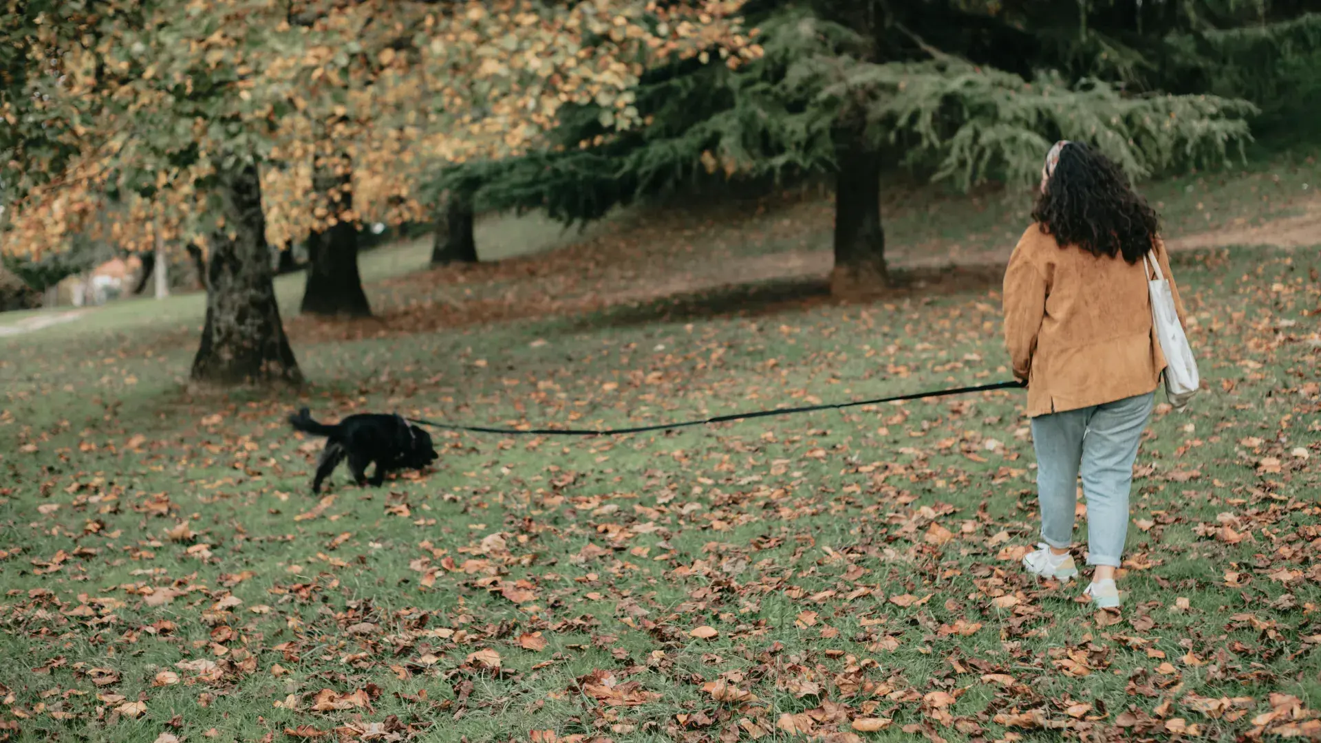 A person in a tan jacket walking a black dog on a loose leash through a park covered in fallen autumn leaves to demonstrate effective leash training techniques.