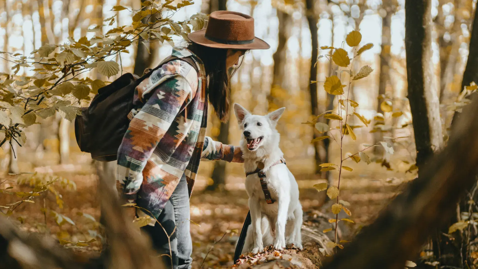 A woman viewed from behind walks through a sunlit autumn forest while her white dog jumps up playfully beside her.