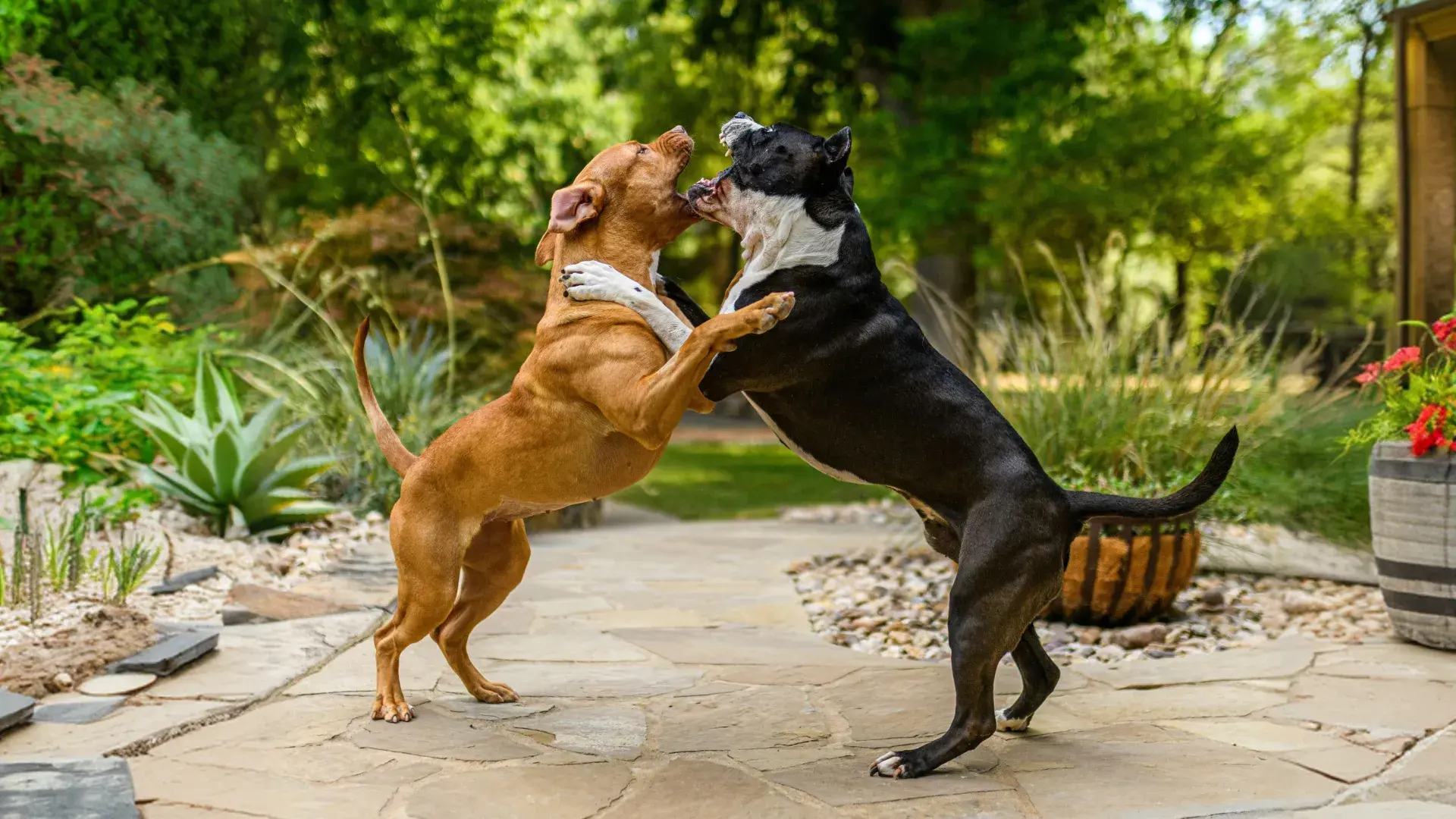 A focused dog wearing a training collar in a controlled environment, showing the progress made during dog classes for aggressive dogs.