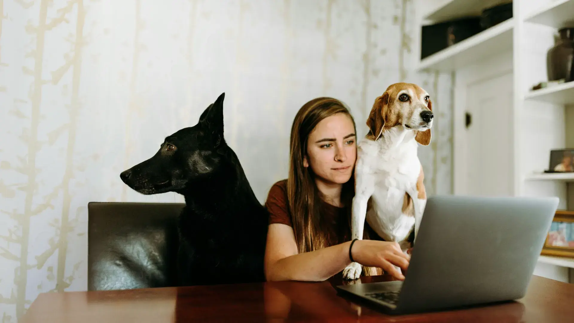 A small, attentive white dog looking up at its owner’s legs on a wooden floor, illustrating the common "Velcro dog" behavior and canine companionship in the home.
