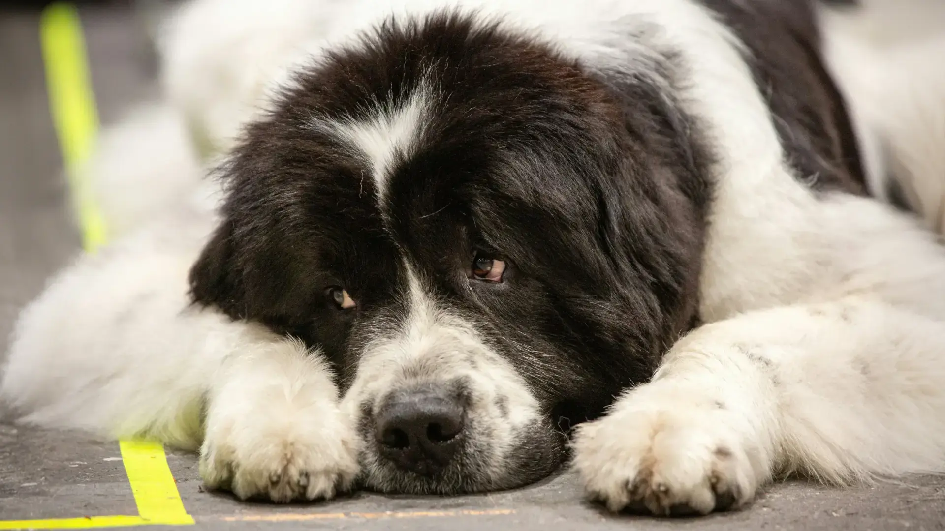 Large black and white dog resting