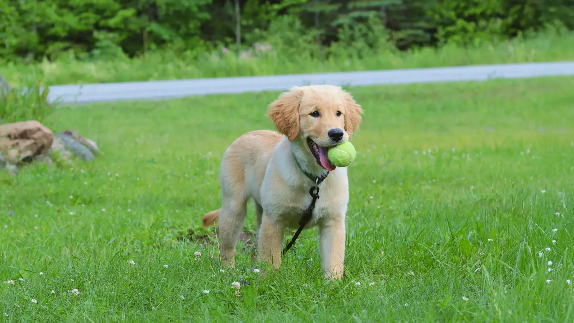 A Golden Retriever puppy standing on a green lawn with a tennis ball in its mouth, demonstrating positive reinforcement and play-based puppy training tips.