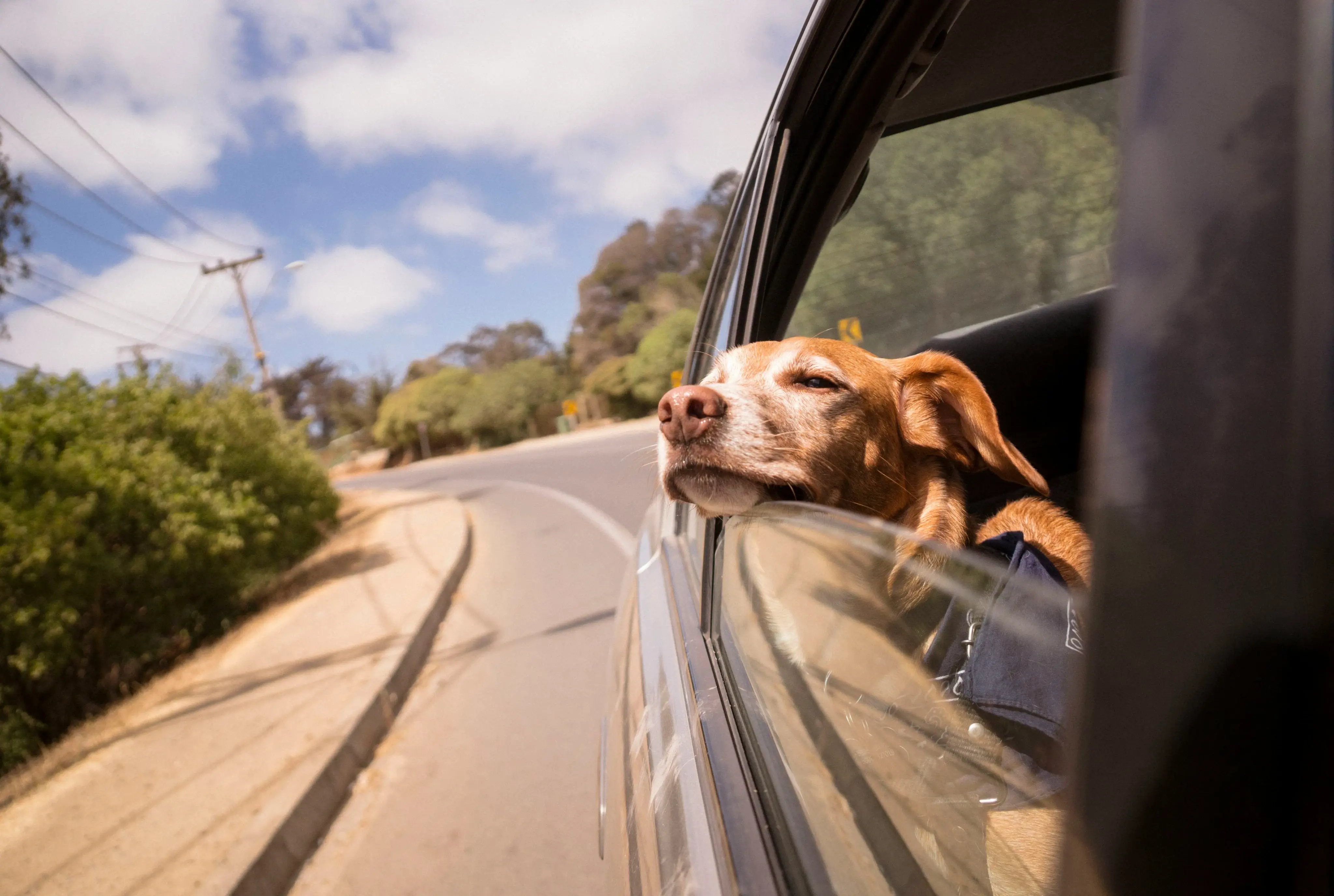 Dog enjoying the breeze from a car window while traveling with pets on a sunny day