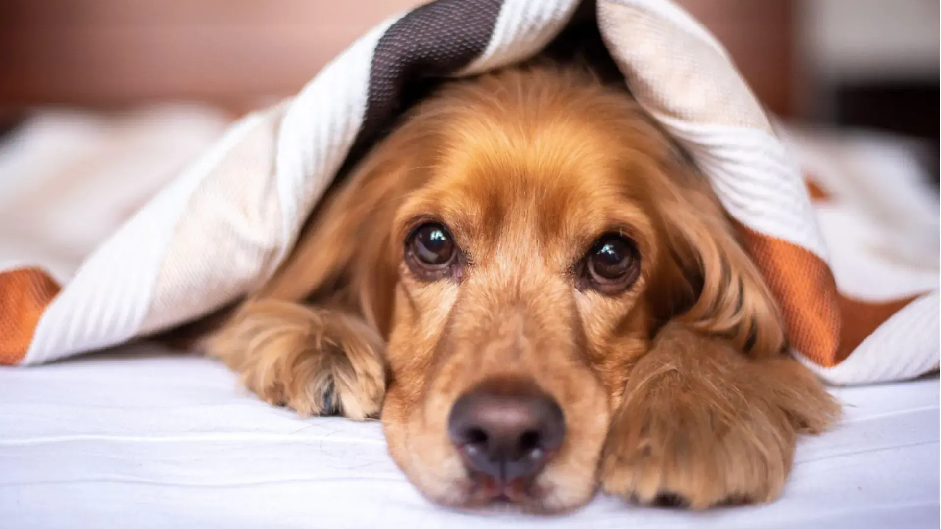 An attentive dog looking directly at the camera, highlighting the subtle body language used to gauge a pet's stress levels.