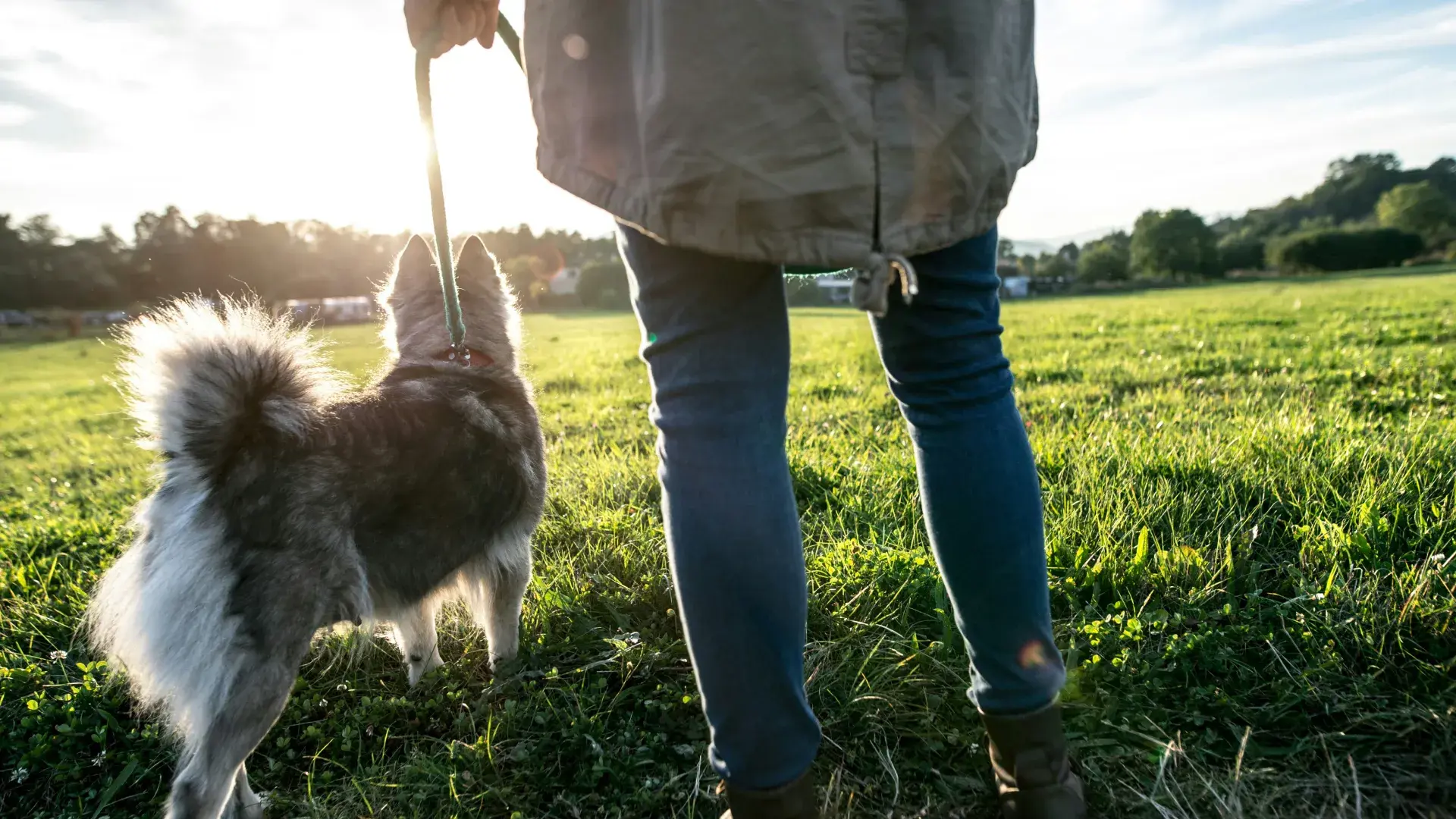 A medium-sized brown and white dog walking calmly on a leash through a grassy field during a golden hour sunset.