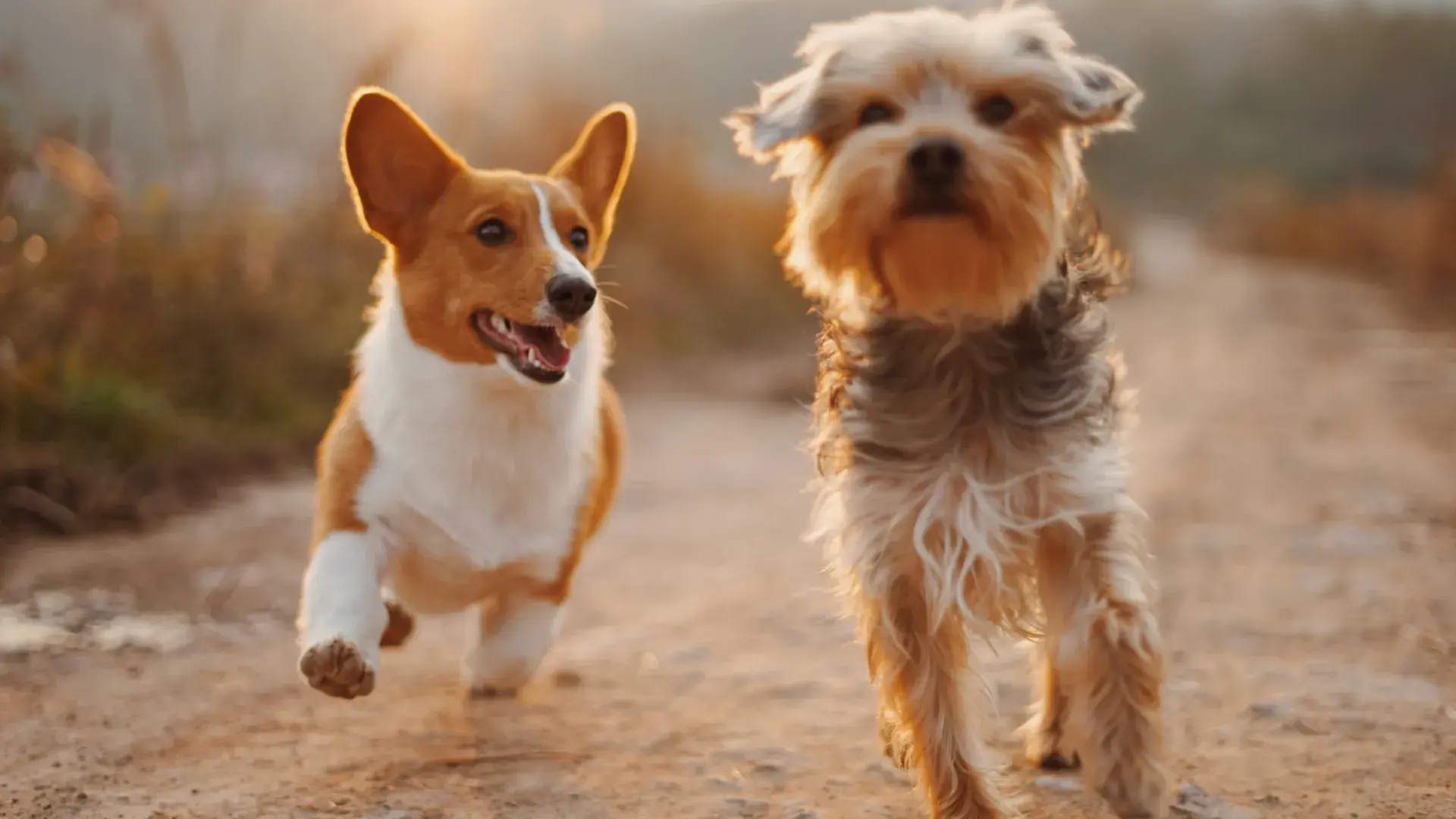 A dog displaying neutral to positive body language on a carpet, helping owners identify the difference between relaxation and anxiety.