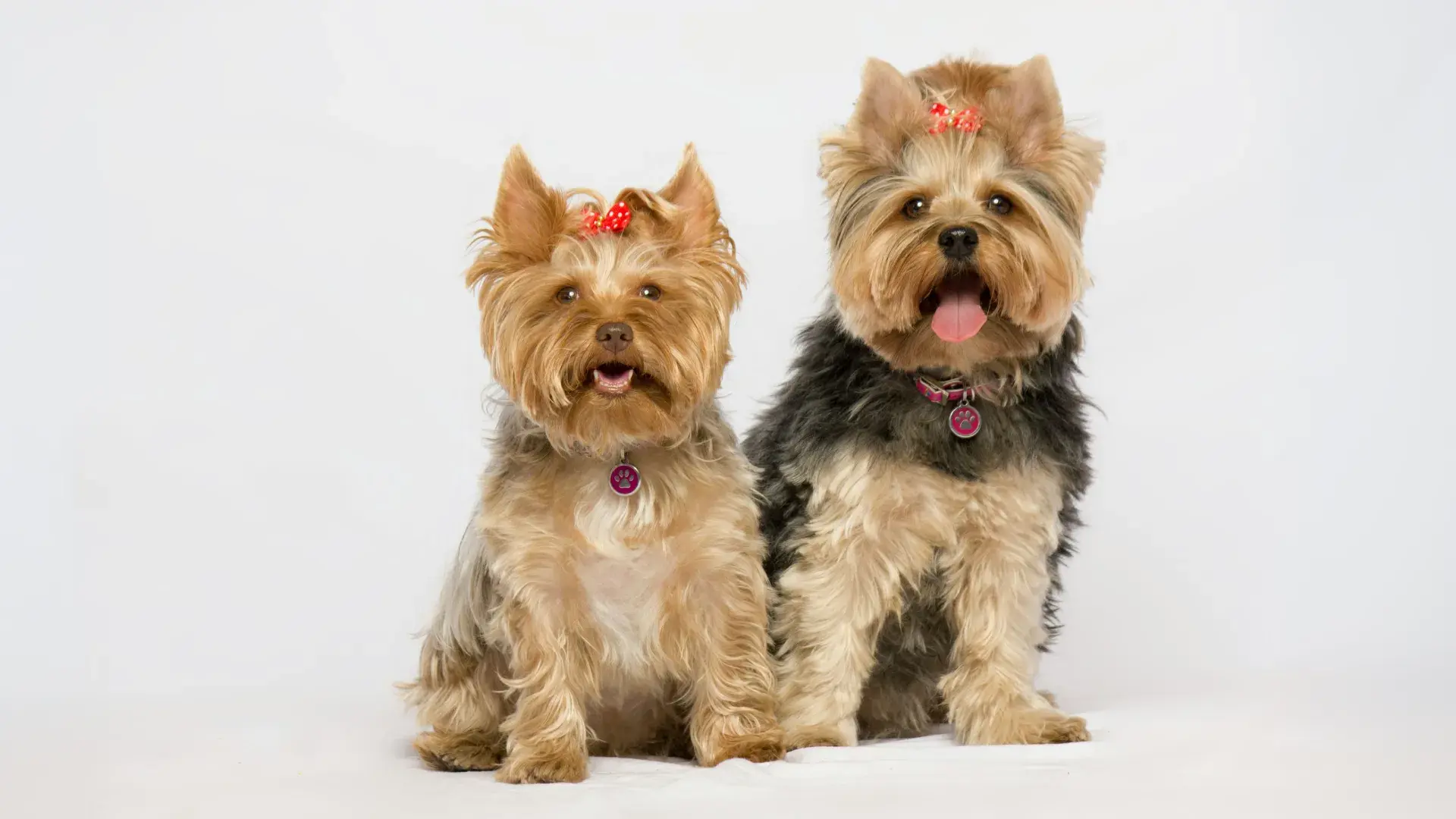 Two groomed Yorkshire Terriers sit side-by-side against a plain white background. Both dogs are wearing red bows on their heads and pink collars, showcasing the classic appearance of popular small toy breeds.