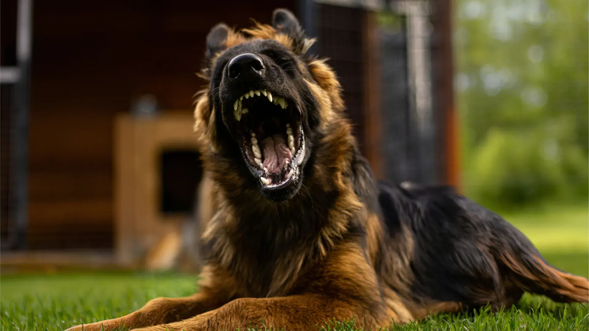 An aggressive black and tan dog barking and lunging, illustrating high reactivity and the need for behavioral training.