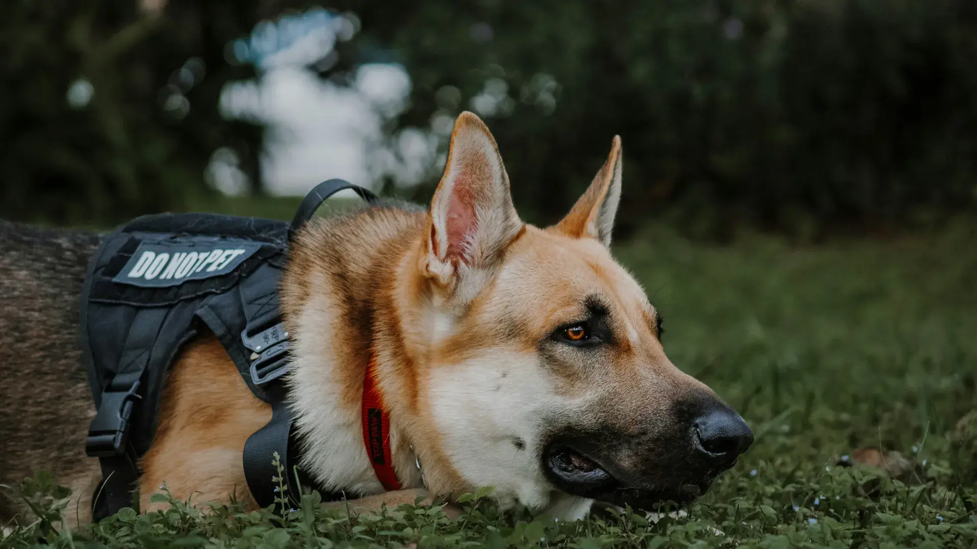 A focused German Shepherd service dog lying in the green grass, wearing a professional black harness. The harness features a prominent "DO NOT PET" patch, highlighting the working nature and temperament of K9 service dogs in public spaces.