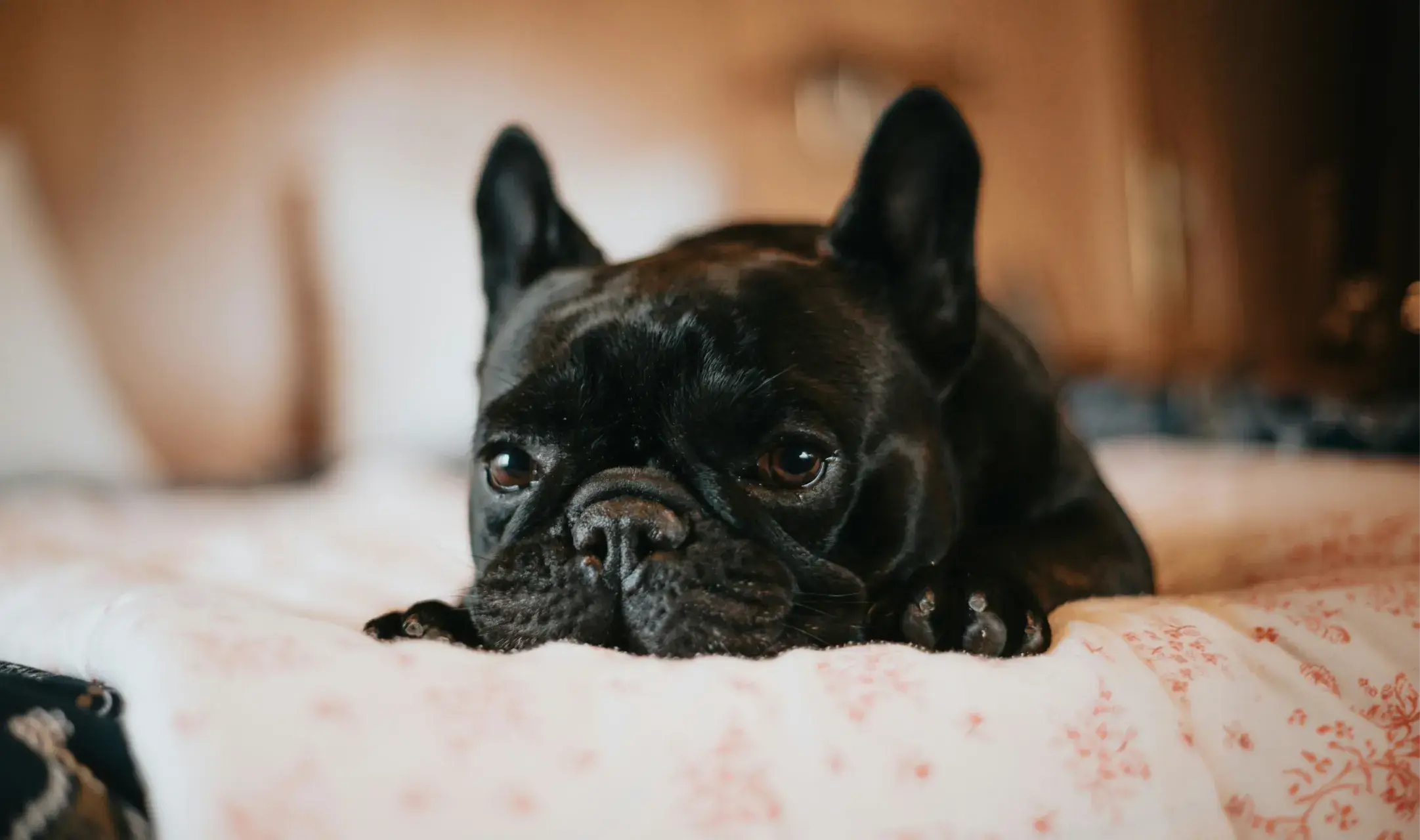 A black French Bulldog lying comfortably on a white floral-patterned bedspread, looking directly at the camera with a calm and slightly curious expression.