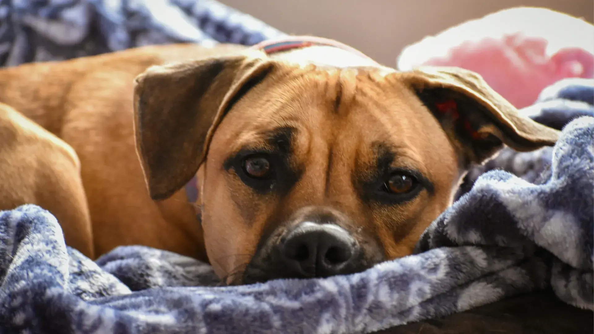 A sad-looking brown dog lying on a blue patterned blanket, illustrating common dog UTI symptoms and lethargy.